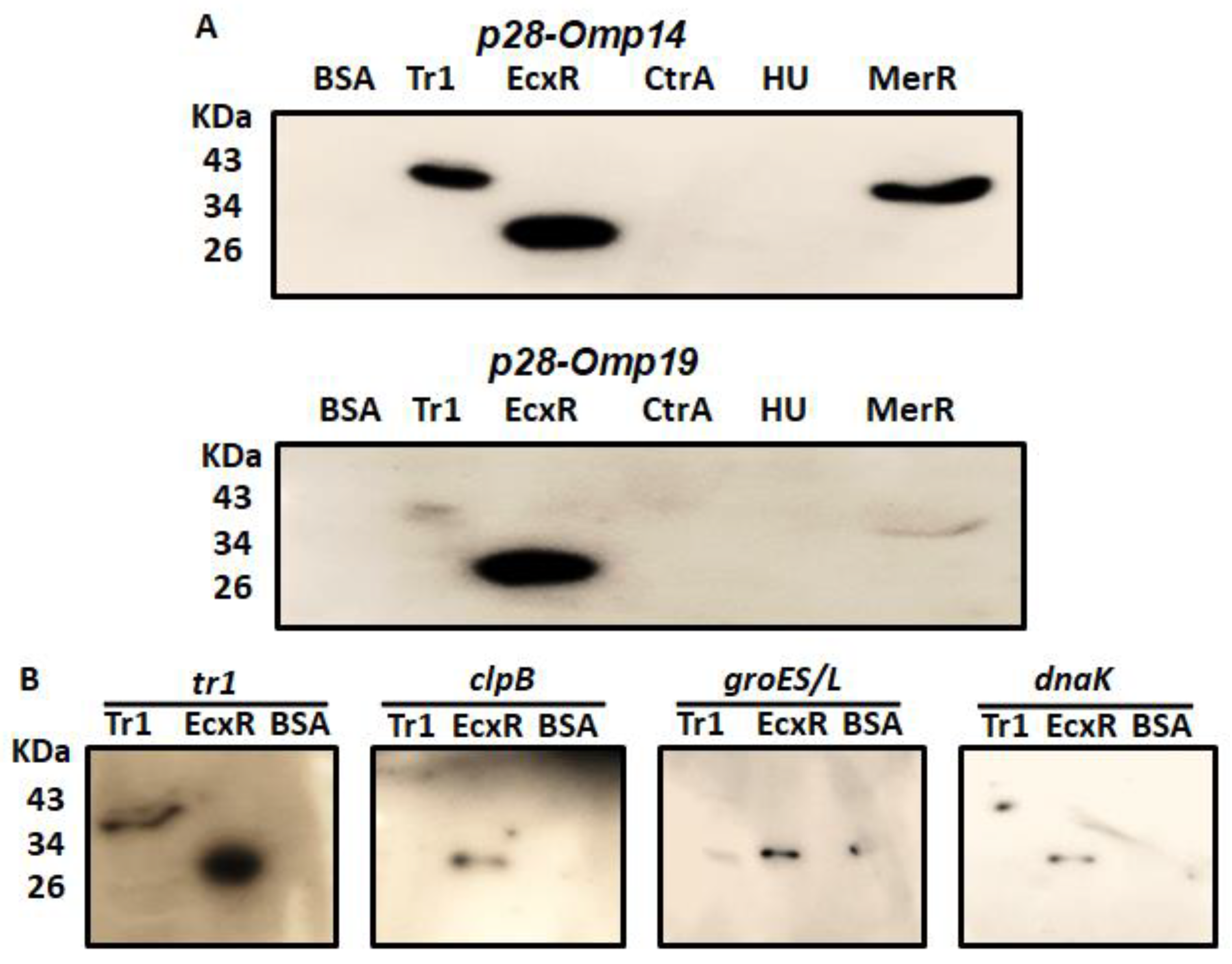 Ijms 23 12719 g001 Ijms 23 12719 g001