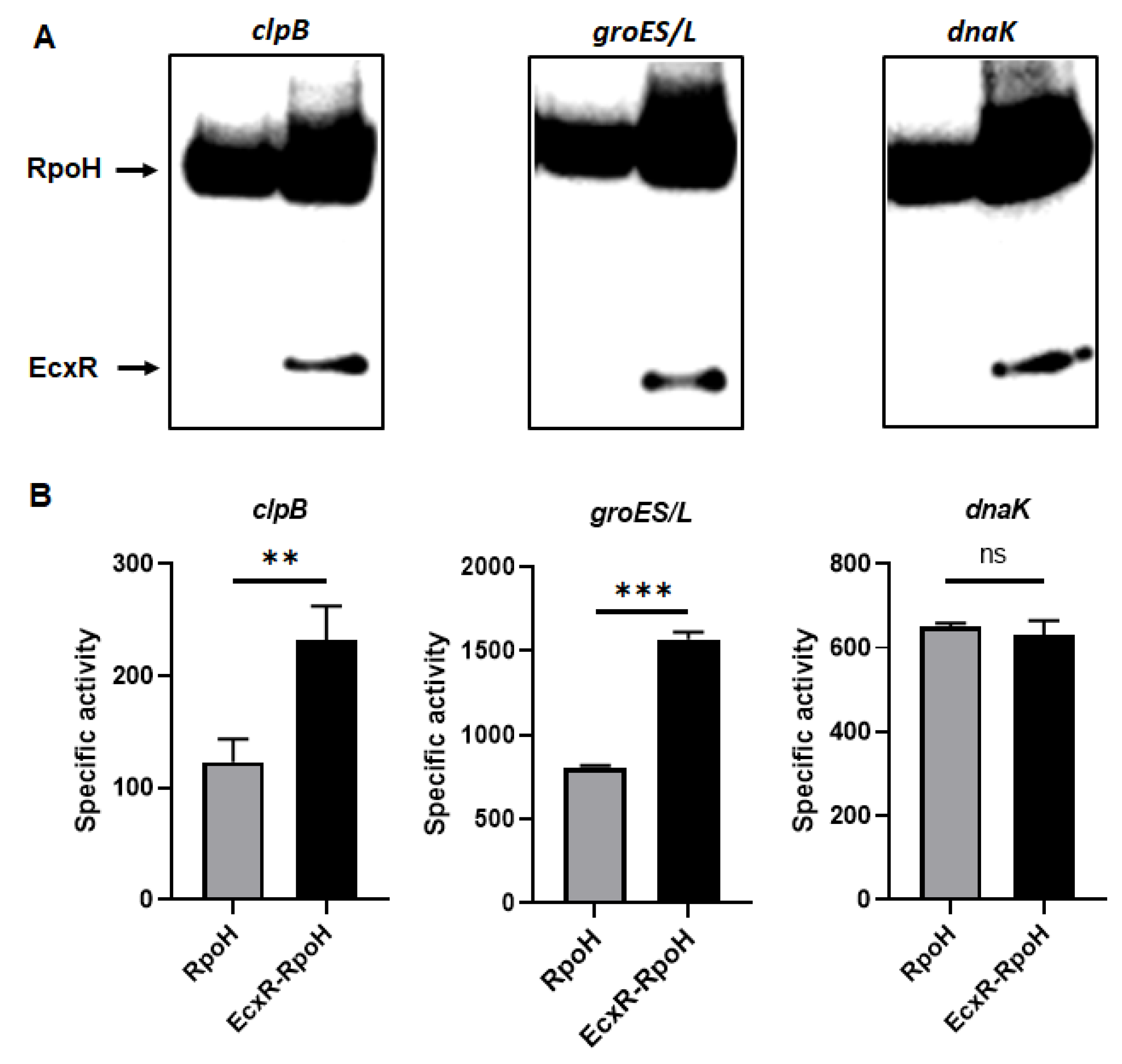 Ijms 23 12719 g007a Ijms 23 12719 g007a