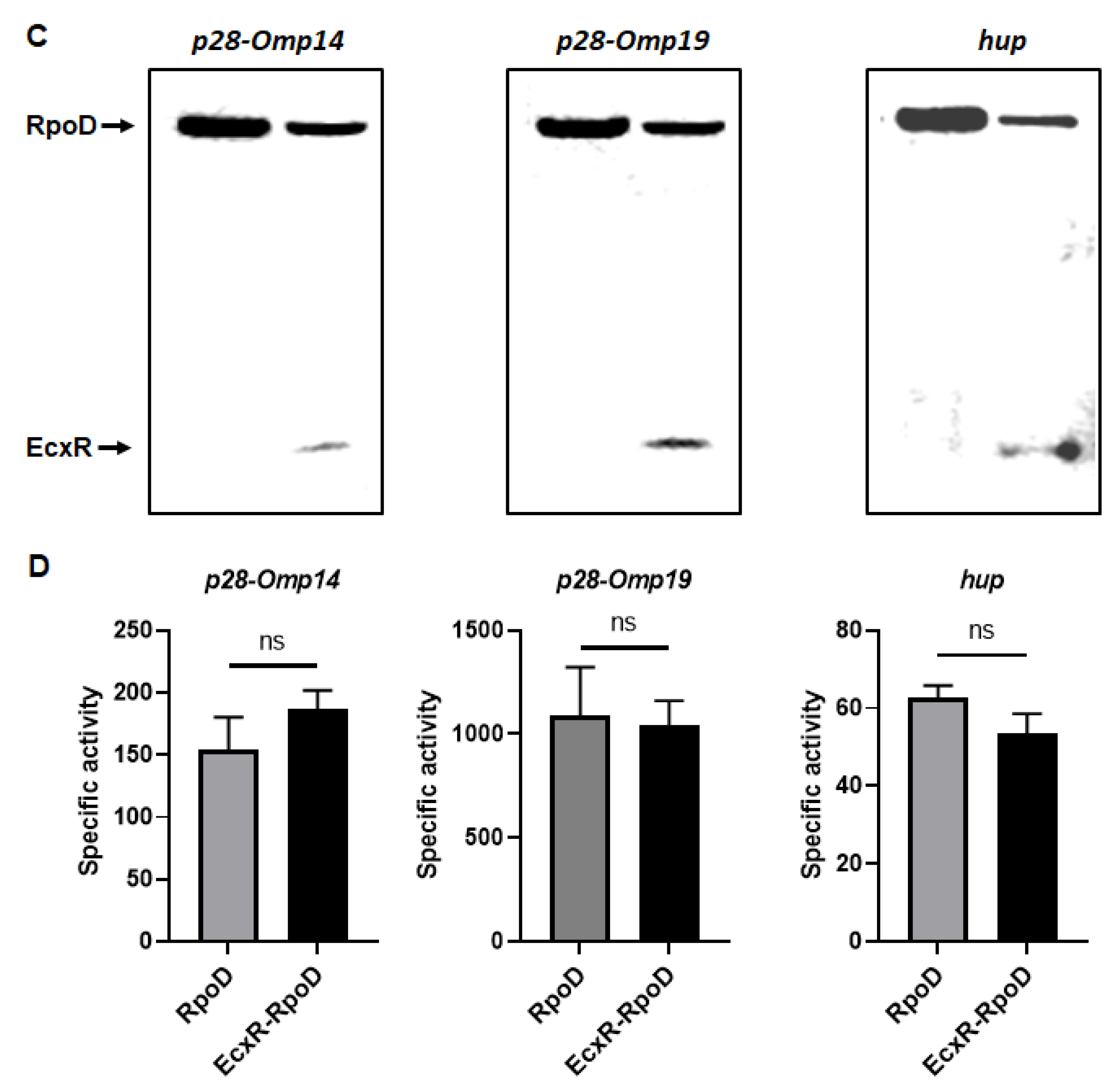 Ijms 23 12719 g007b Ijms 23 12719 g007b