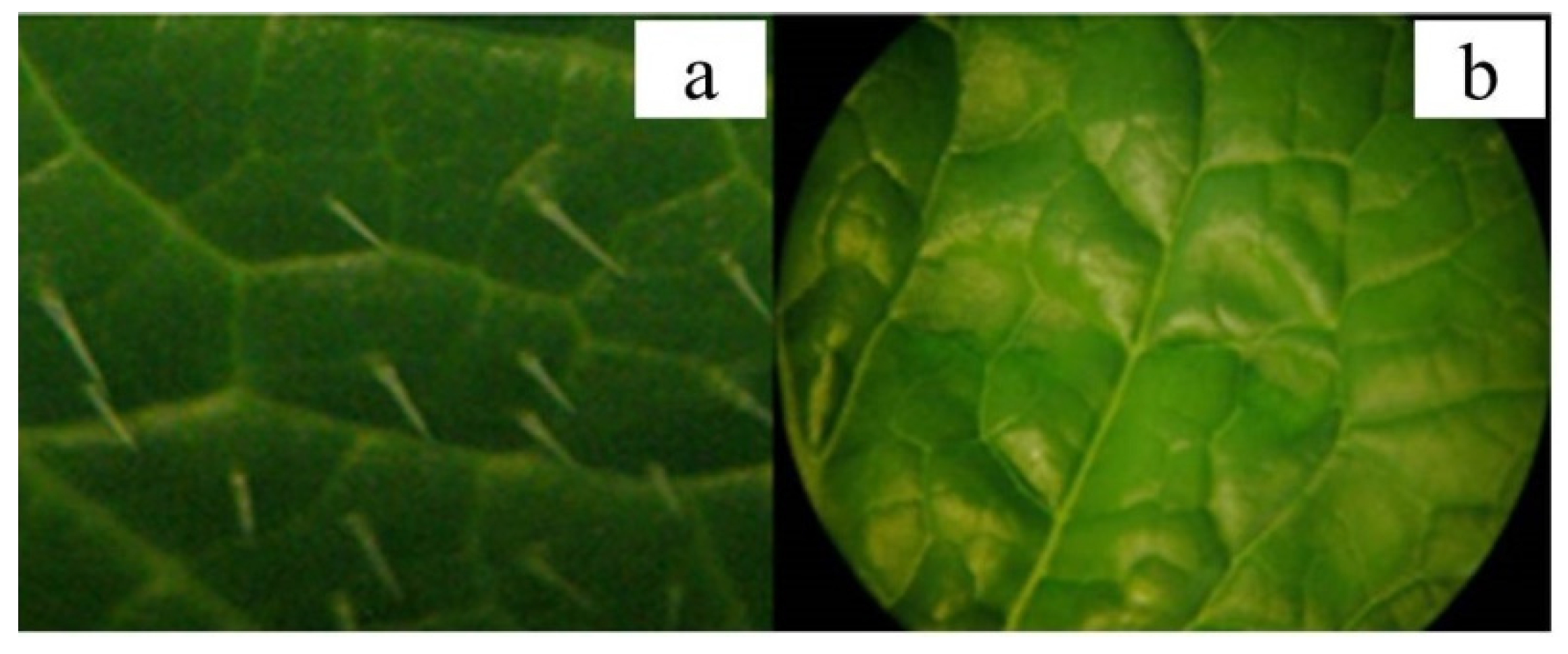 Genome-wide transcriptome analysis reveals molecular pathways involved in  leafy head formation of Chinese cabbage (Brassica rapa)