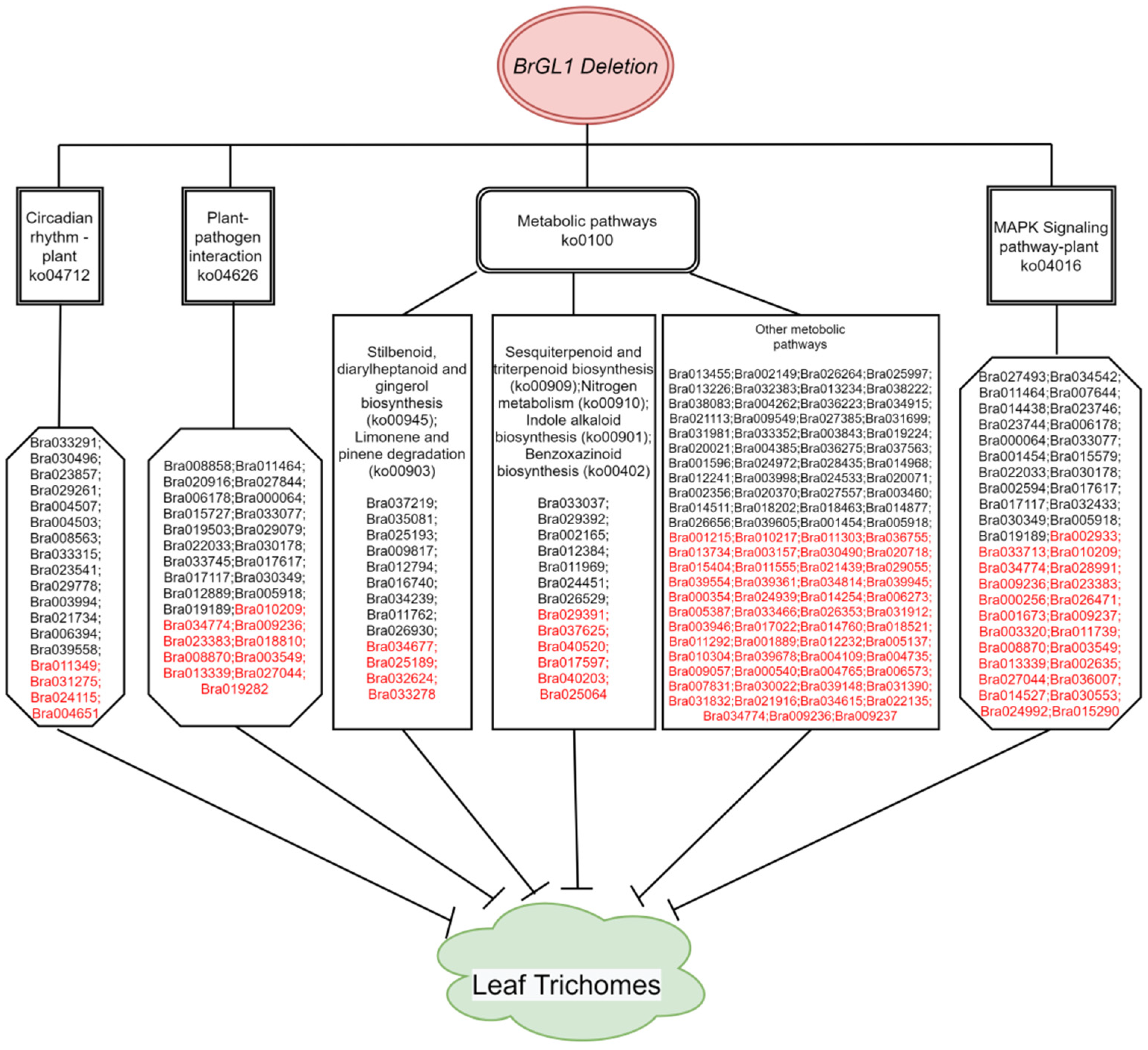 Genome-wide transcriptome analysis reveals molecular pathways involved in  leafy head formation of Chinese cabbage (Brassica rapa)