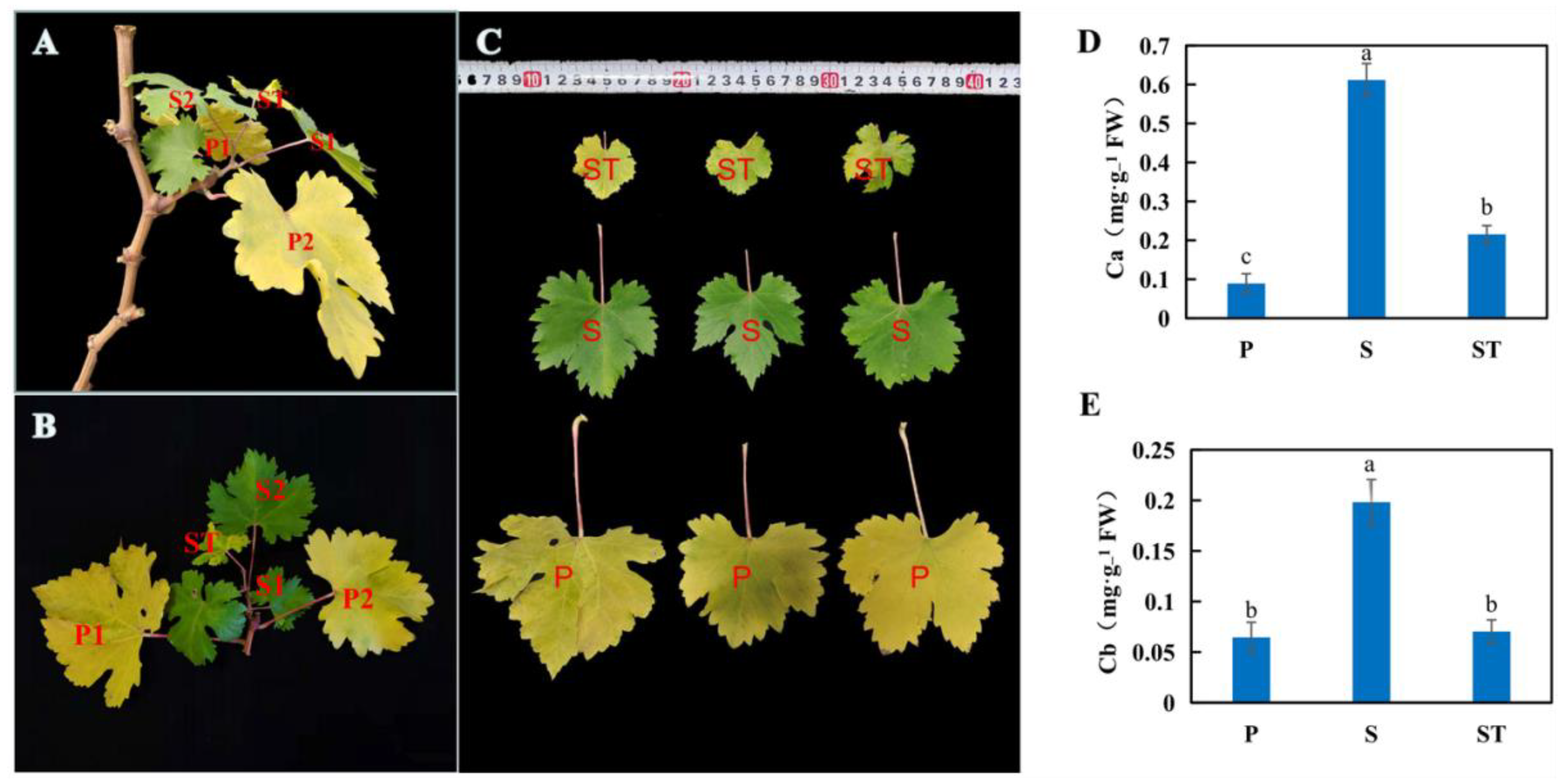 Ijms 23 12731 g001 Ijms 23 12731 g001