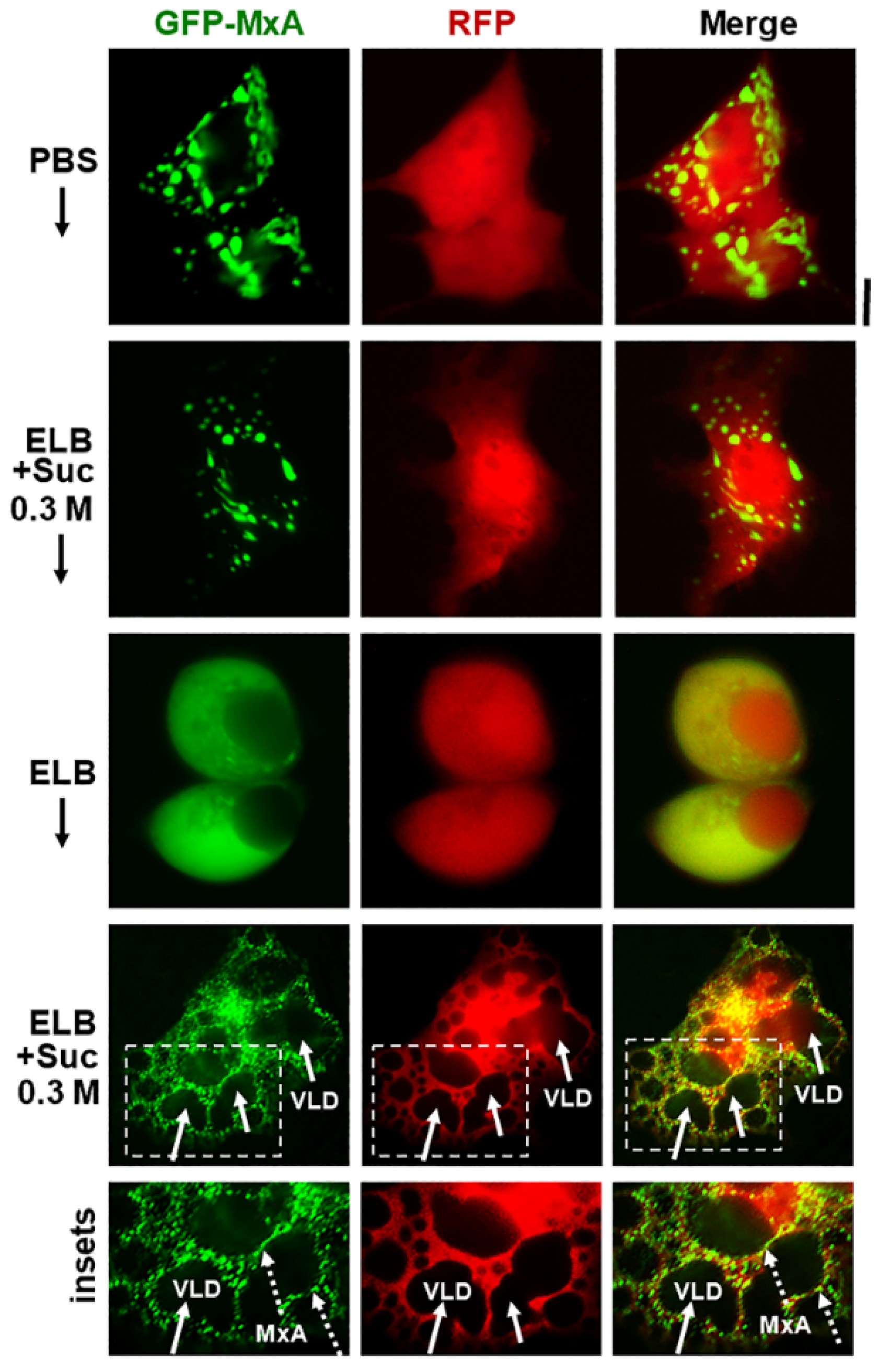 Ijms 23 12739 g004 Ijms 23 12739 g004