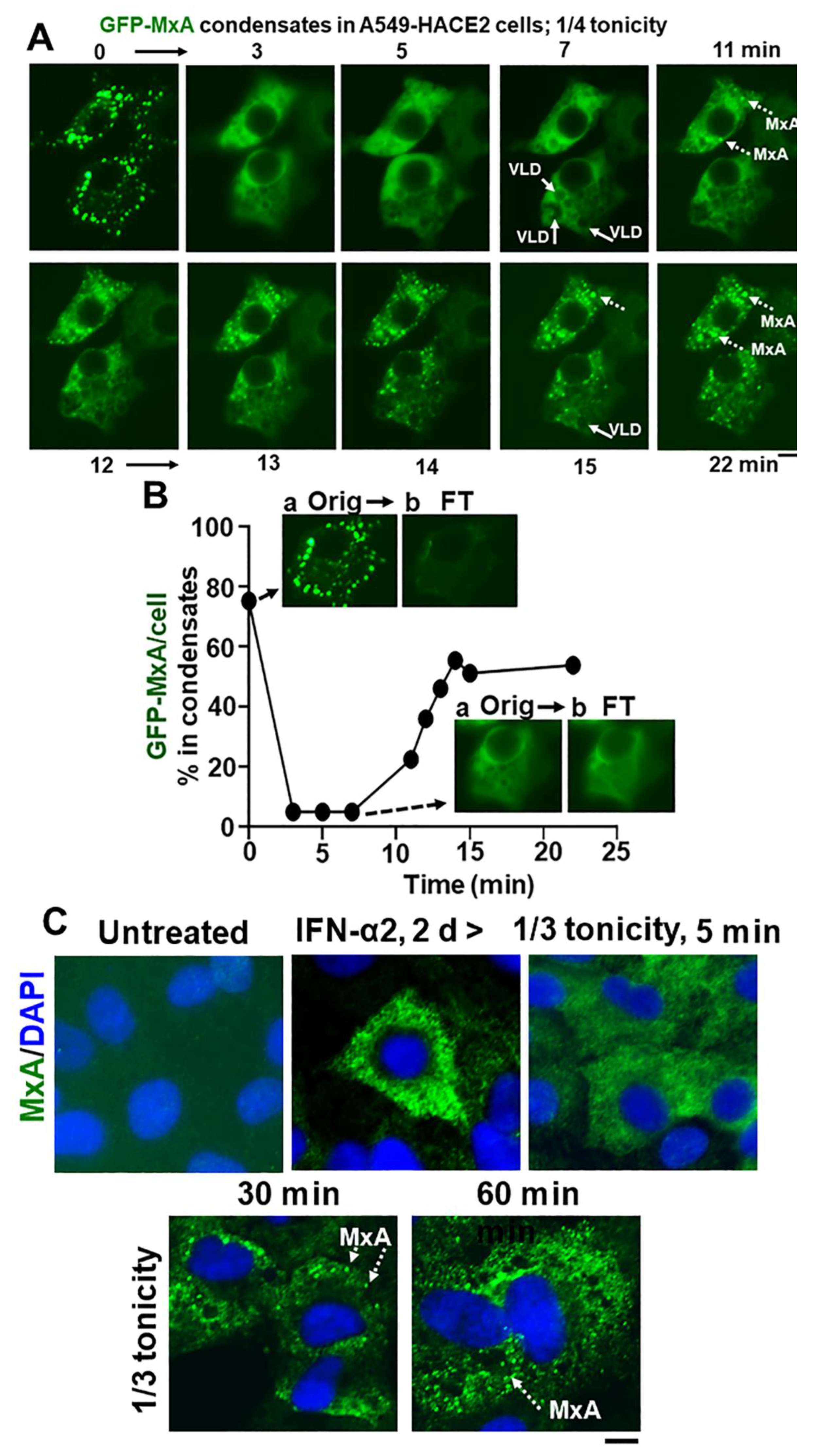 Ijms 23 12739 g007 Ijms 23 12739 g007