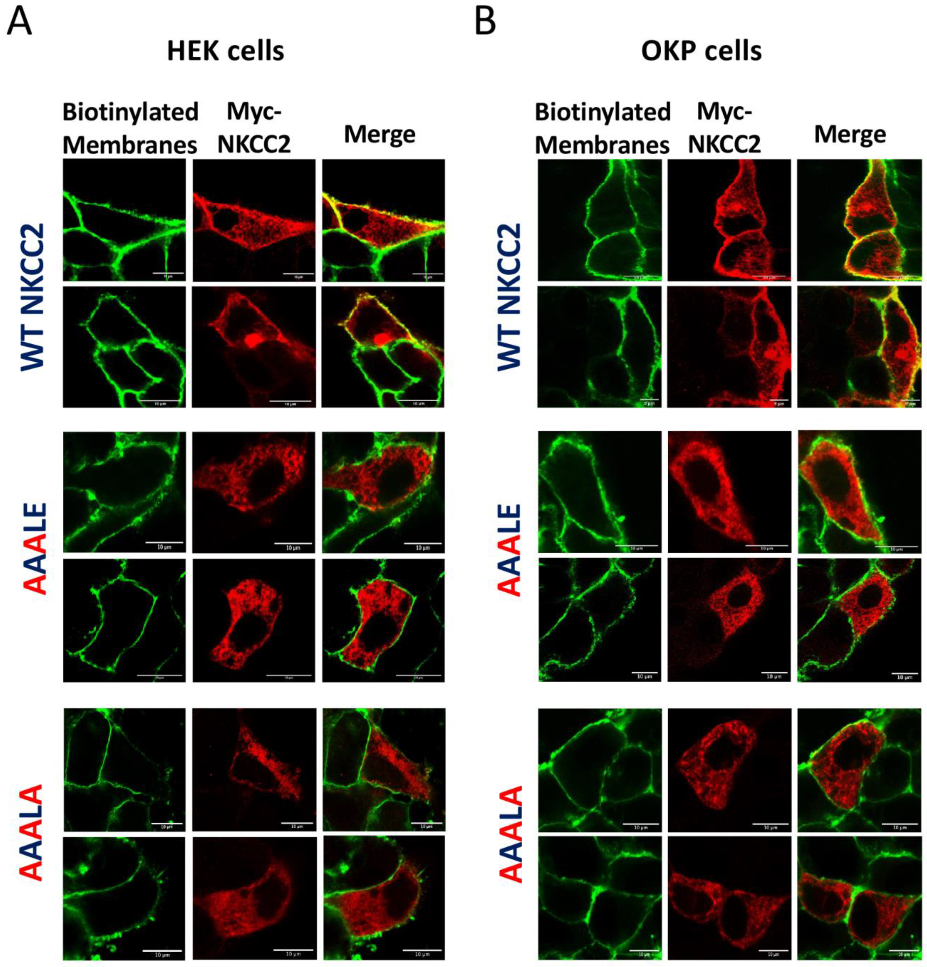 Ijms 23 12761 g003 Ijms 23 12761 g003