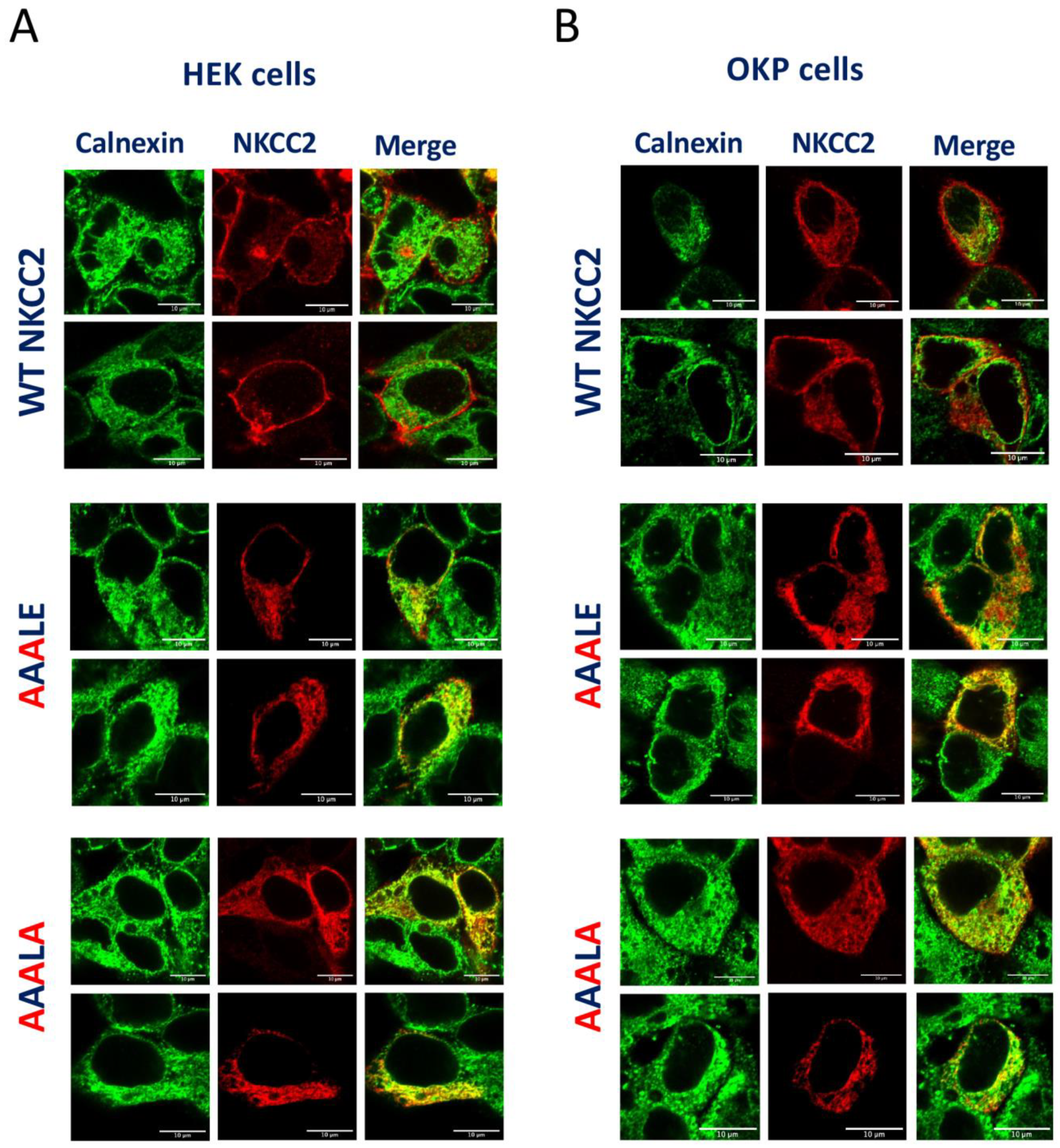 Ijms 23 12761 g004 Ijms 23 12761 g004