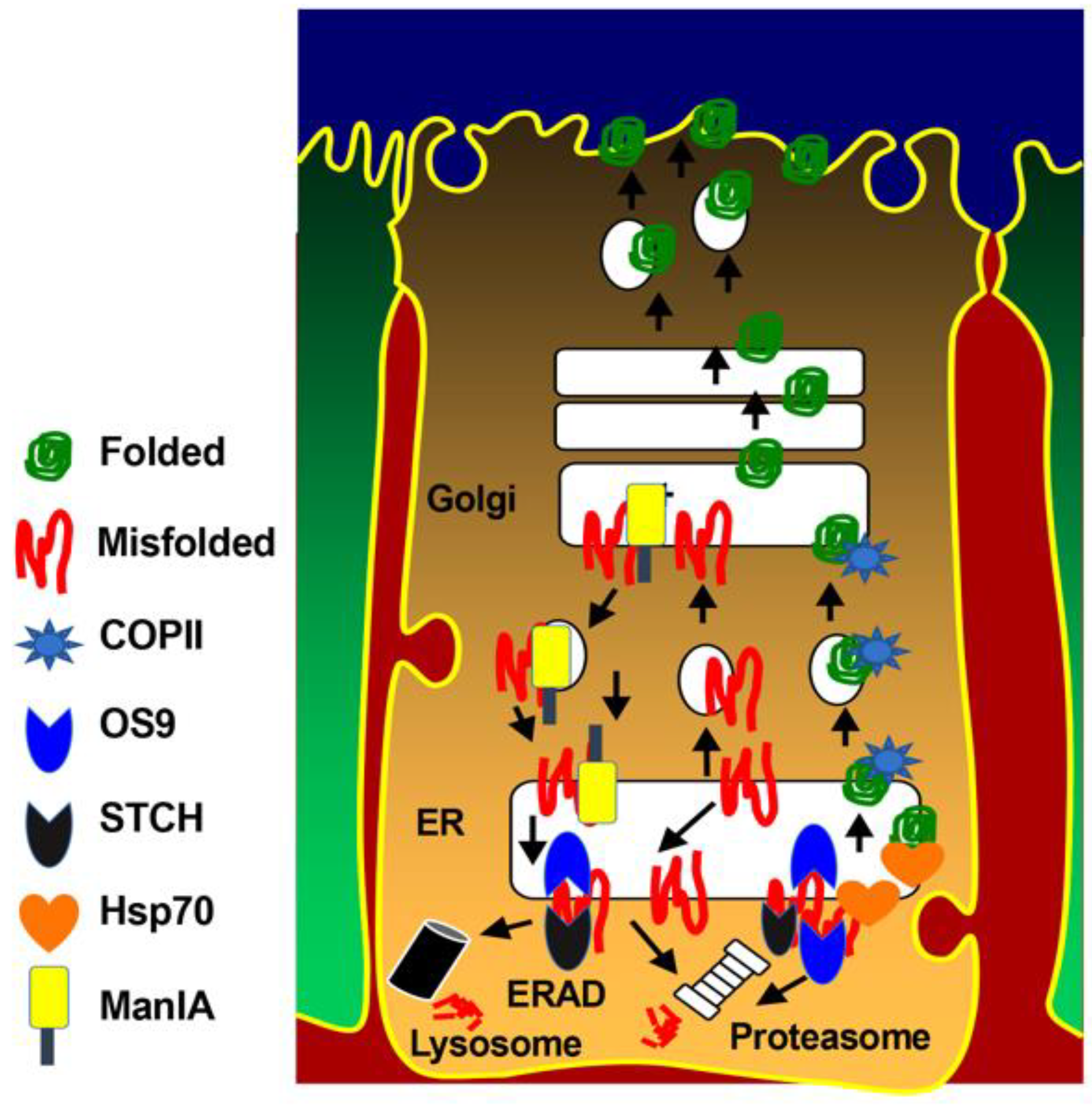 Ijms 23 12761 g008 Ijms 23 12761 g008