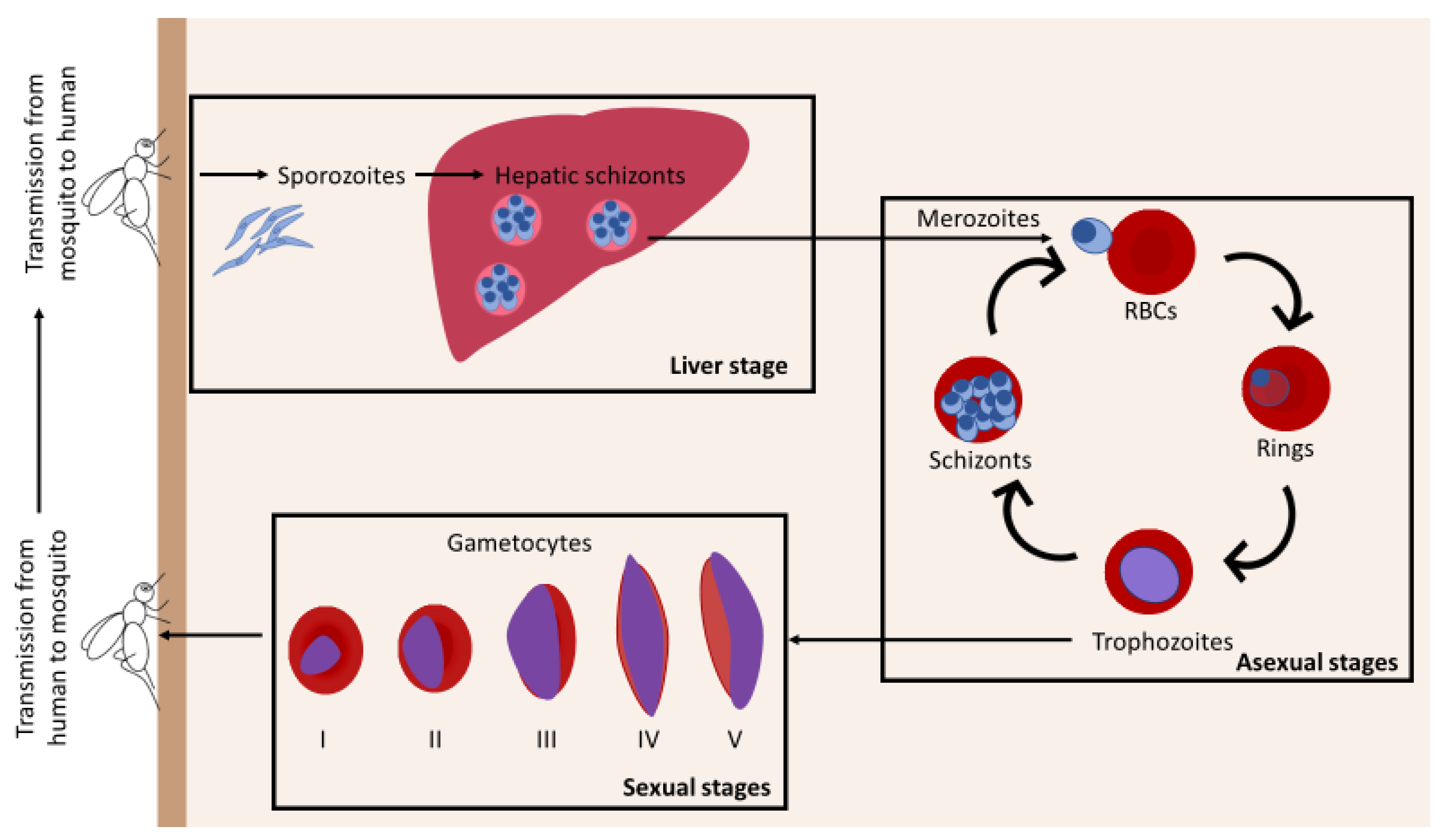 IJMS | Free Full-Text | Erythropoiesis and Malaria, a Multifaceted Interplay
