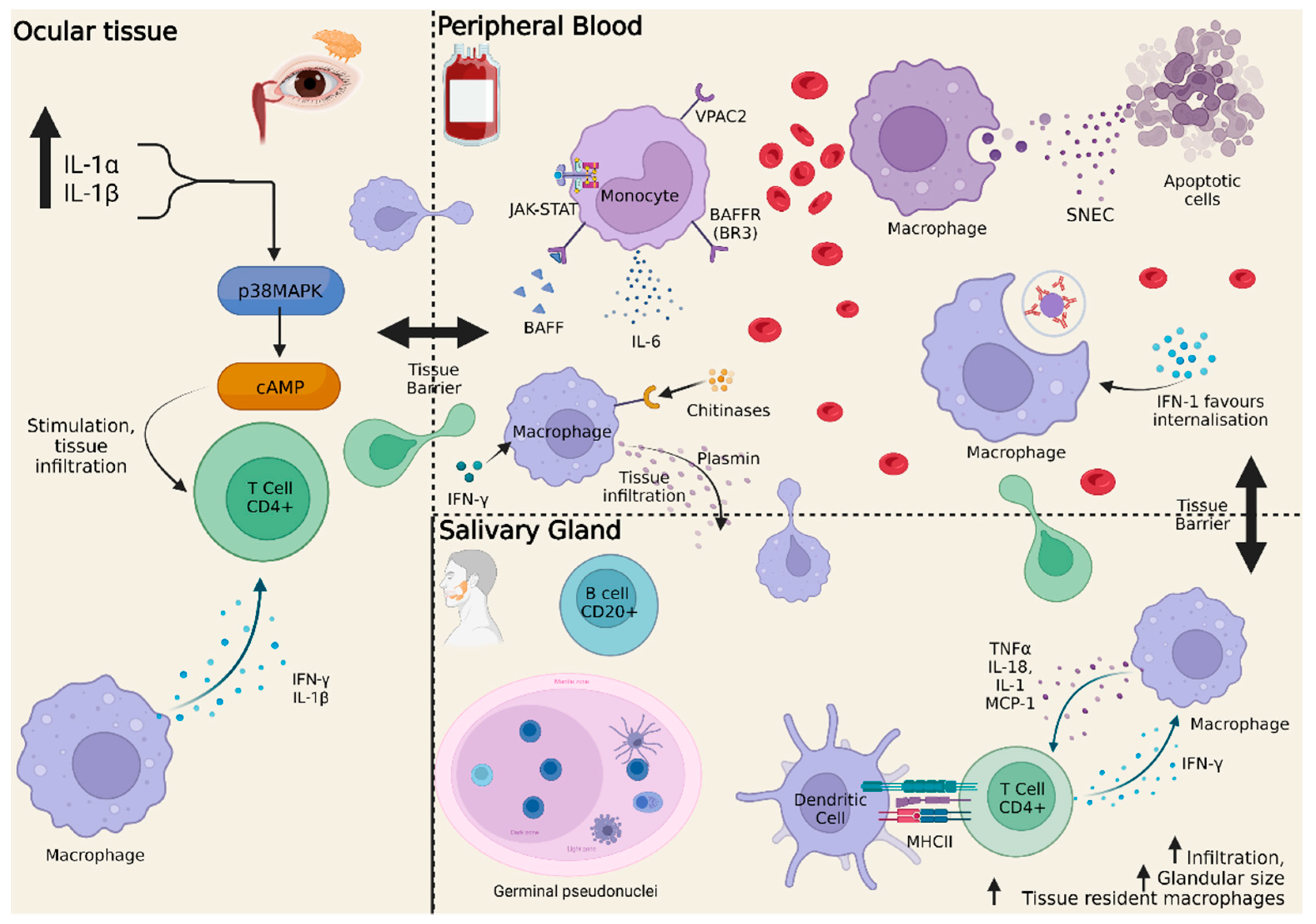 Origin of monocytes and macrophages in a committed progenitor