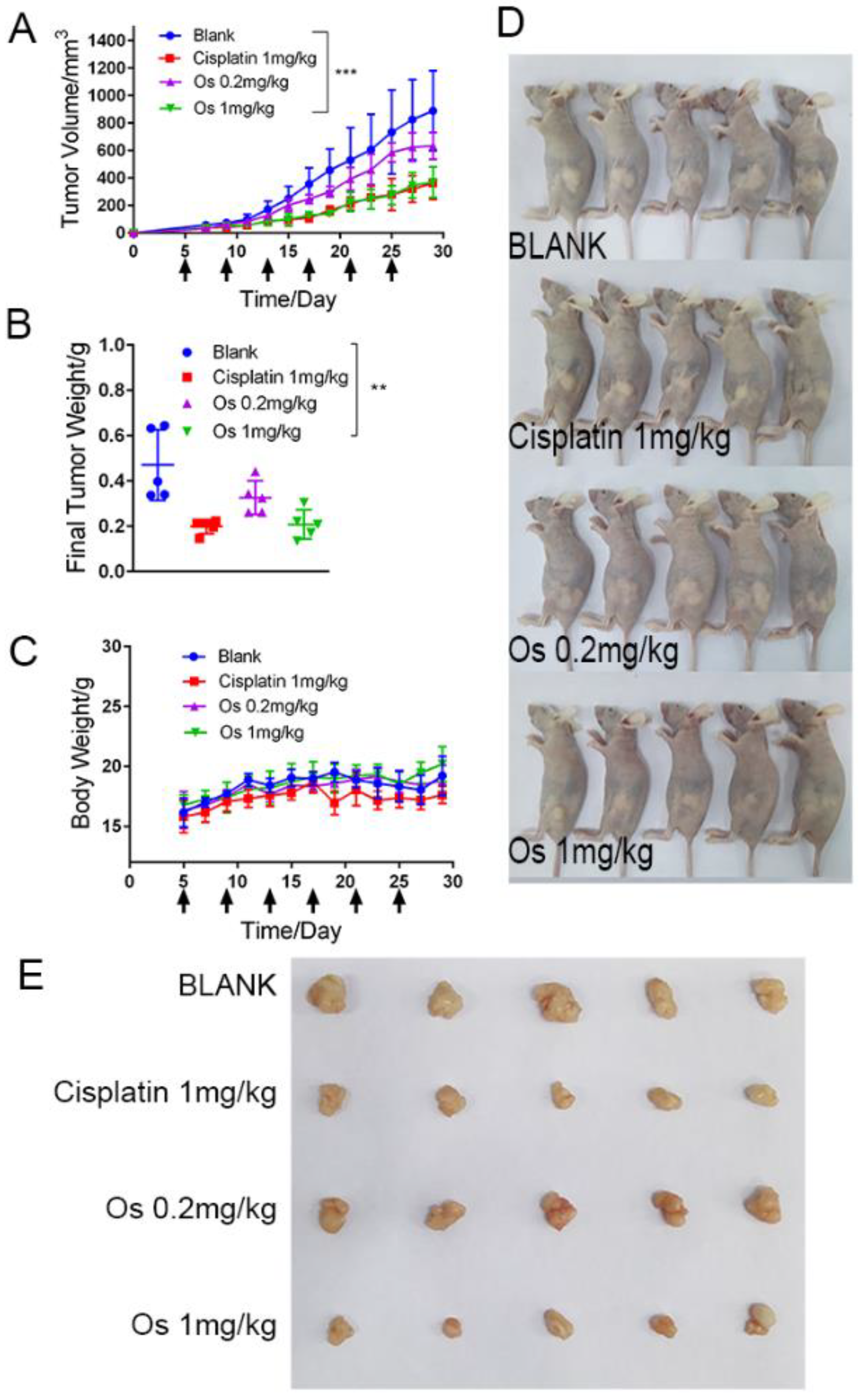 Ijms 23 12779 g007 Ijms 23 12779 g007