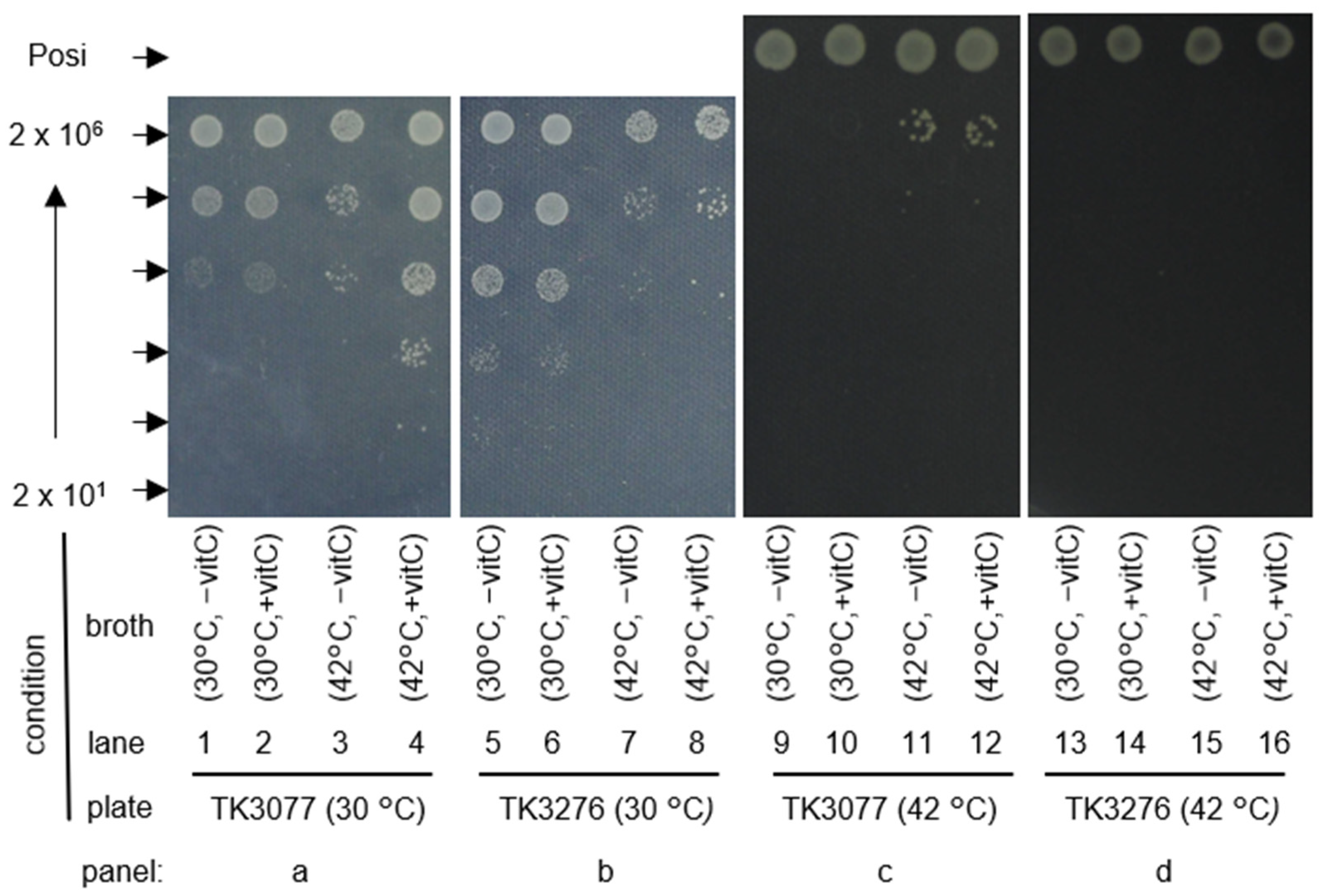 Ijms 23 12786 g003 Ijms 23 12786 g003