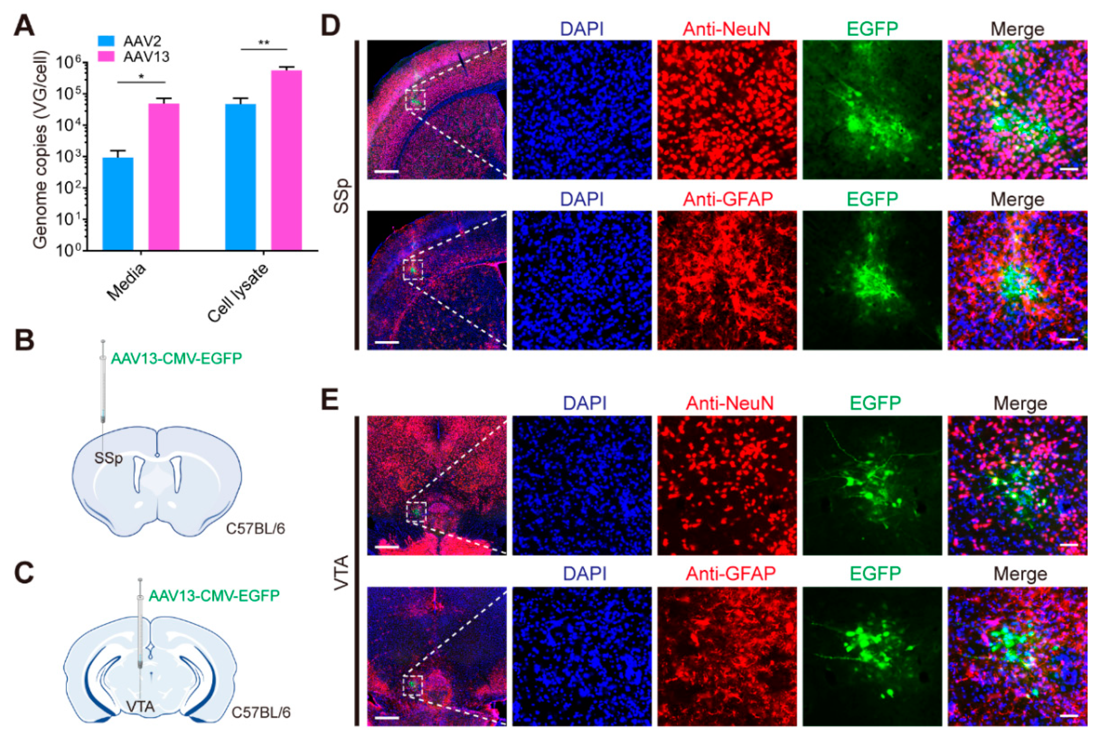 Ijms 23 12806 g001 Ijms 23 12806 g001