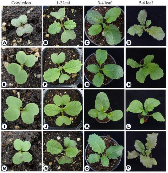 IJMS Free FullText Discrimination of Brassica juncea Varieties