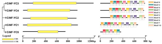 Genome-Wide Characterization of Chrysanthemum indicum