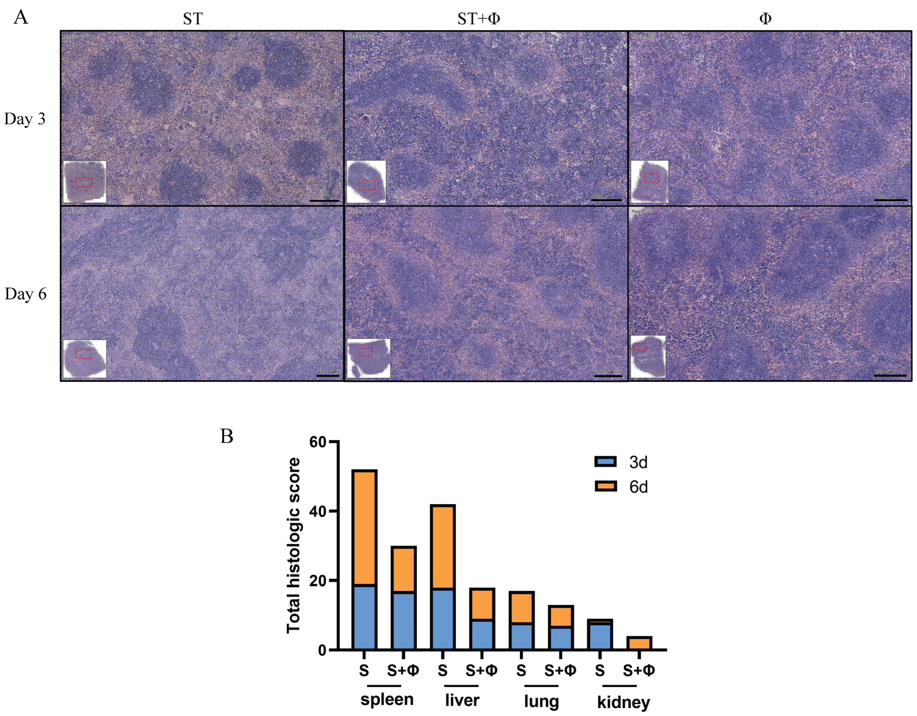 Ijms 23 12830 g004 Ijms 23 12830 g004
