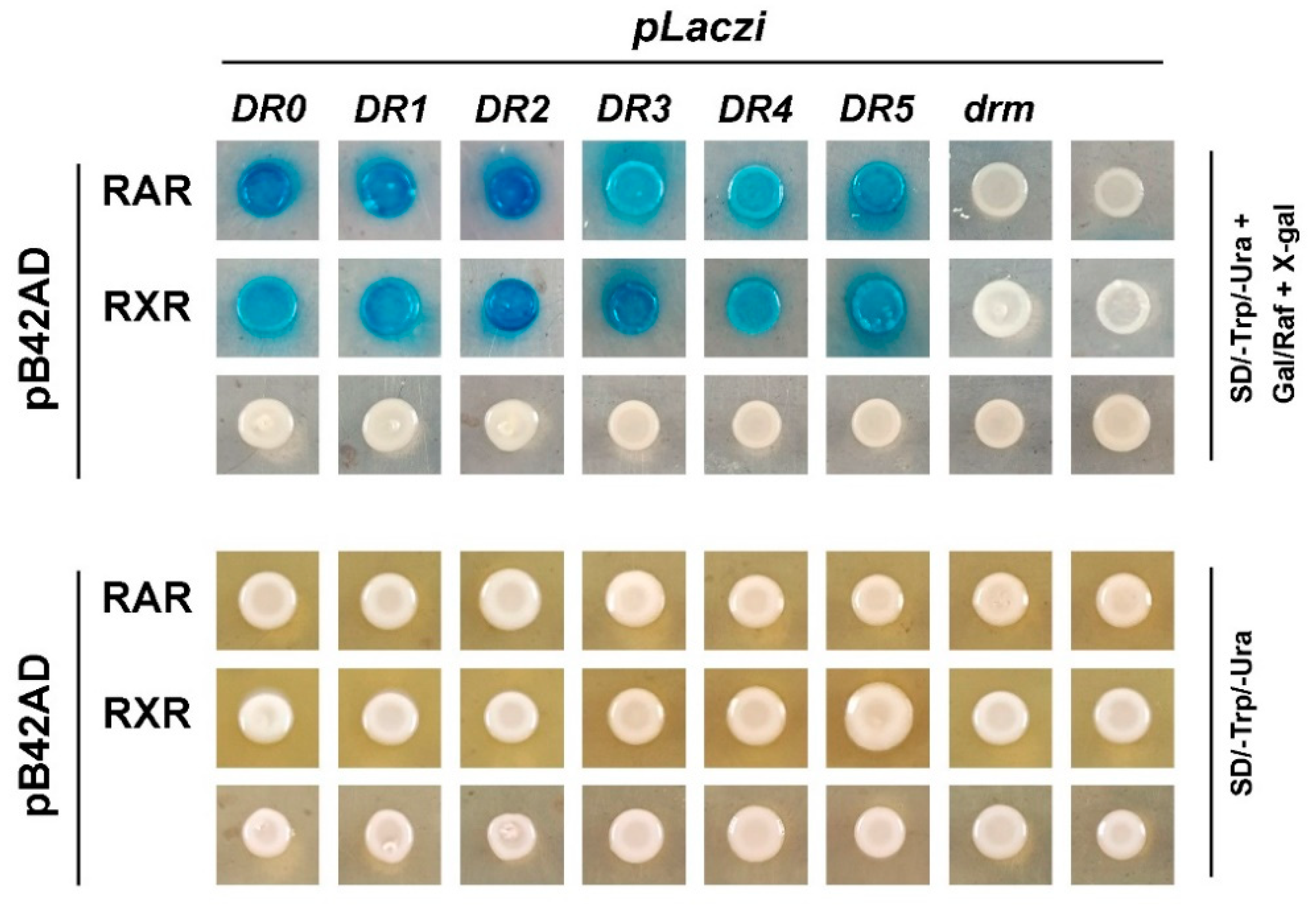 Ijms 23 12840 g004 Ijms 23 12840 g004