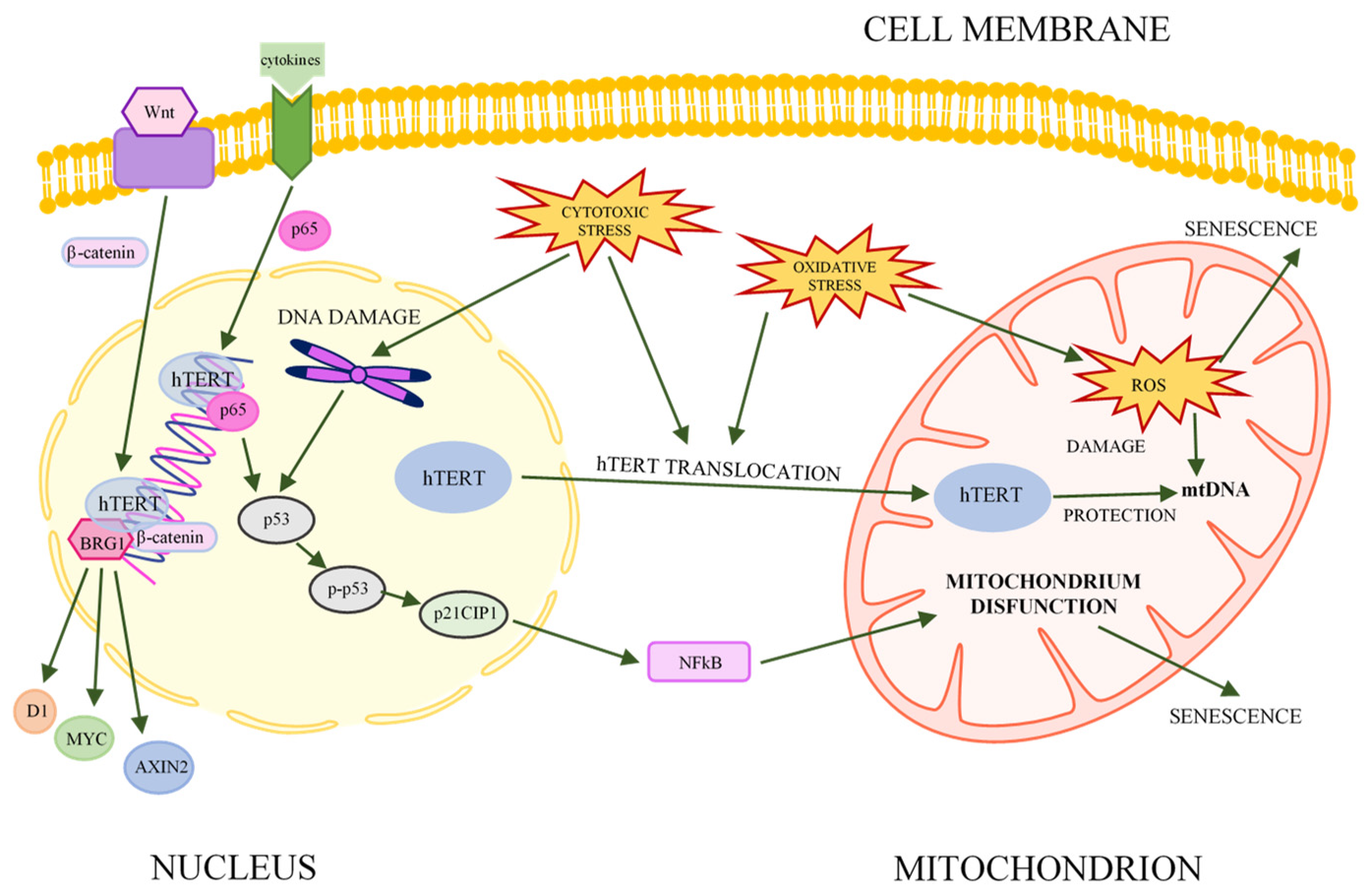 Ijms 23 12844 g001 Ijms 23 12844 g001