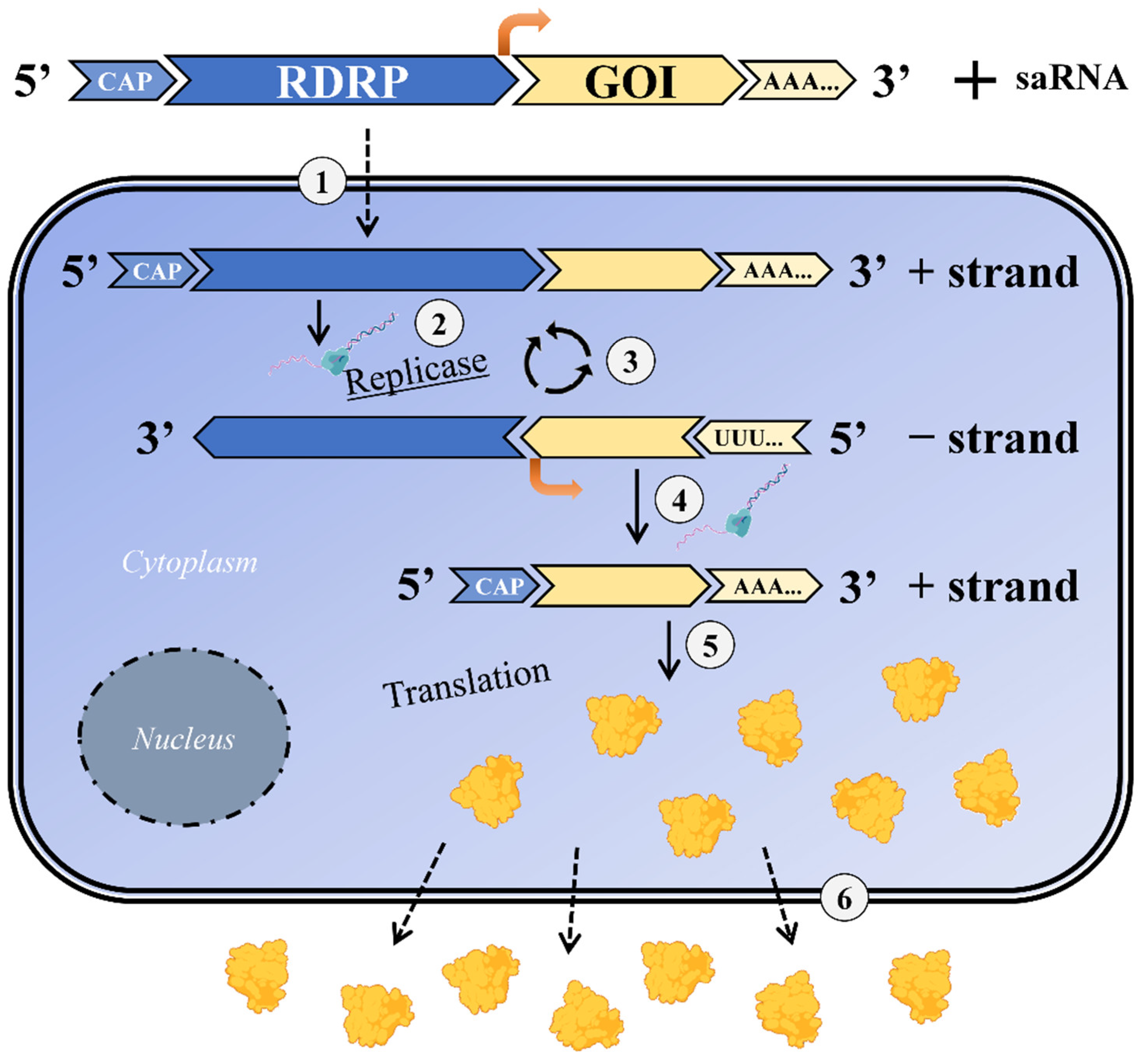 IJMS Free FullText SelfAmplifying RNA Approach for Protein