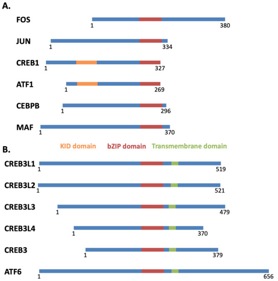 Basic Leucine Zipper Transcription Factors as Important