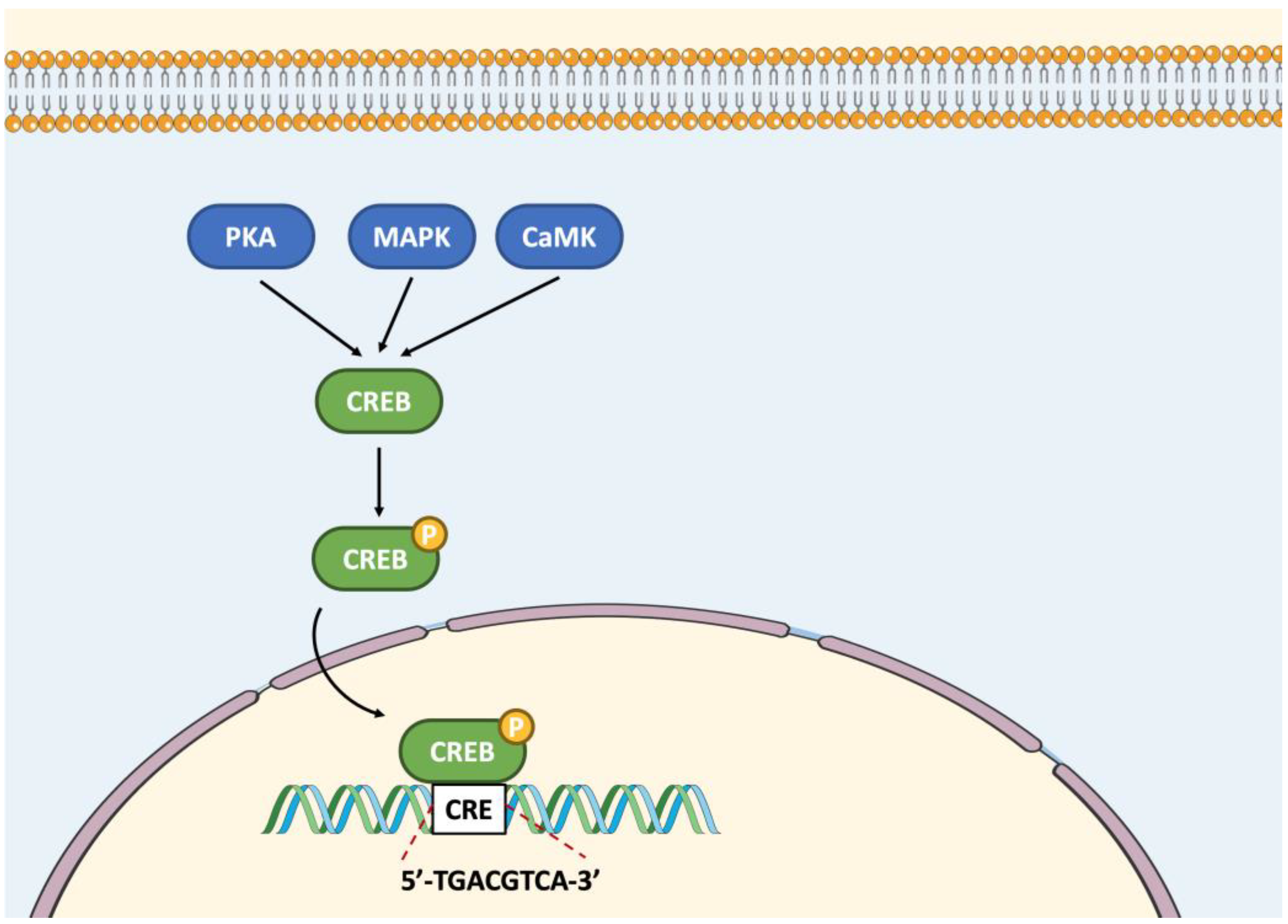 Basic Leucine Zipper Transcription Factors as Important