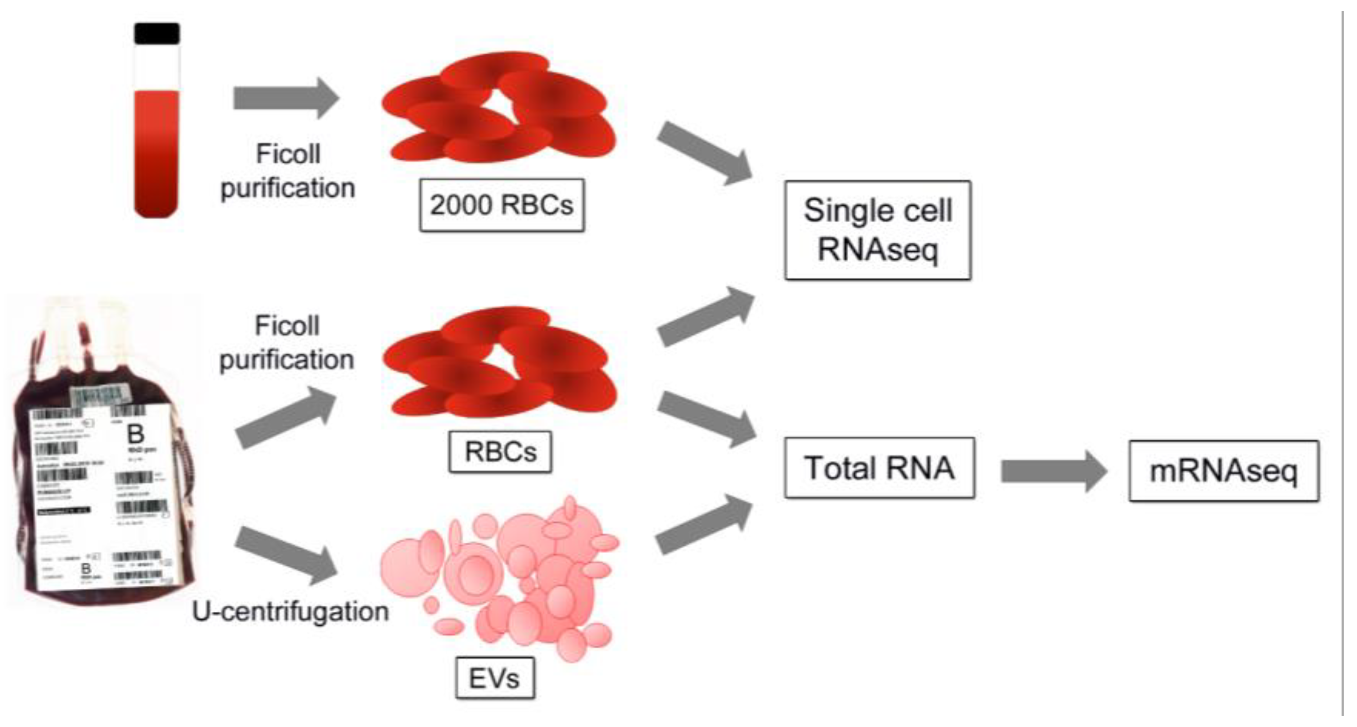 Hemoglobin-rich Droplets Within Blood Cells May Be Source of