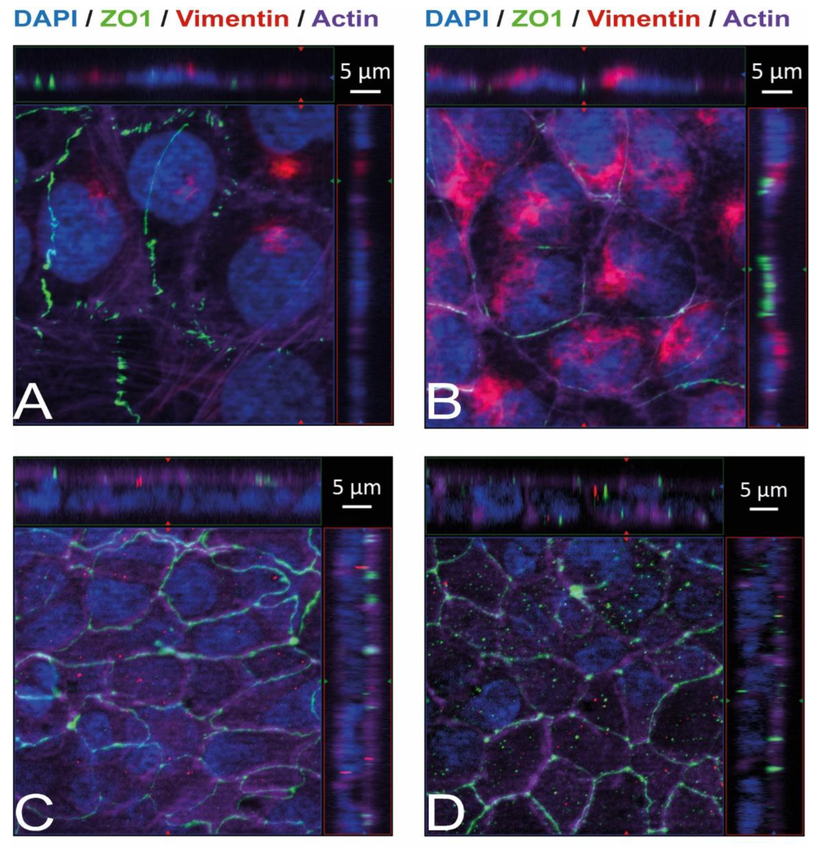 Ijms 23 12908 g004 Ijms 23 12908 g004