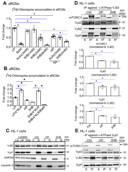 IJMS | Free Full-Text | Ketone Body Exposure of Cardiomyocytes Impairs  Insulin Sensitivity and Contractile Function through Vacuolar-Type  H+-ATPase Disassembly&mdash;Rescue by Specific Amino Acid Supplementation