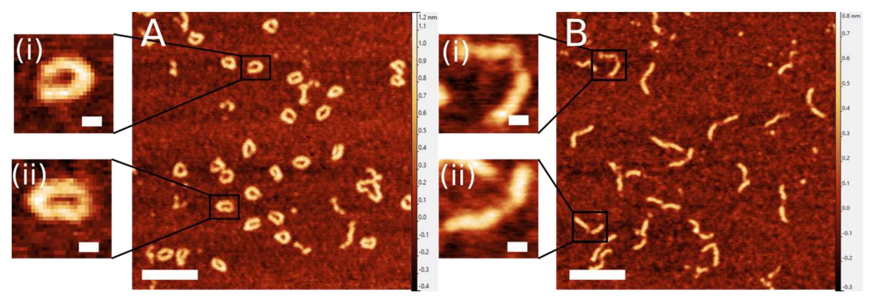 Ijms 23 12916 g002 Ijms 23 12916 g002