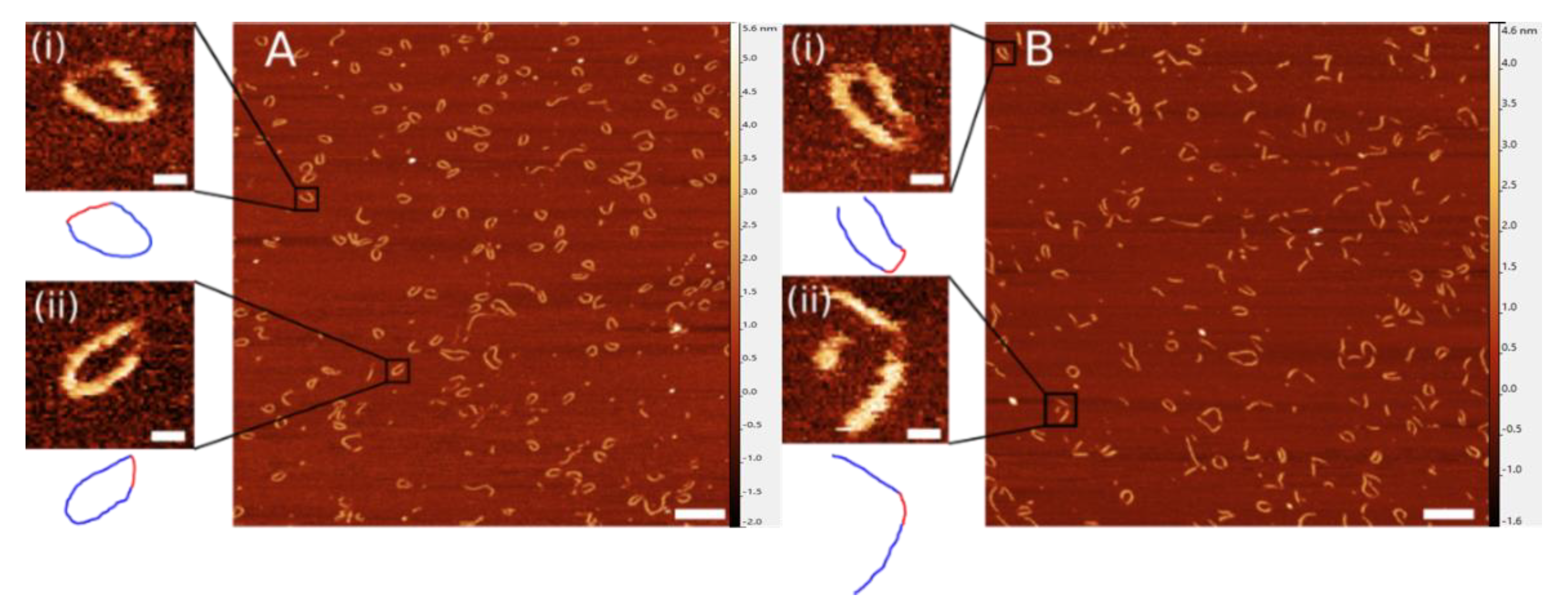 Ijms 23 12916 g003 Ijms 23 12916 g003