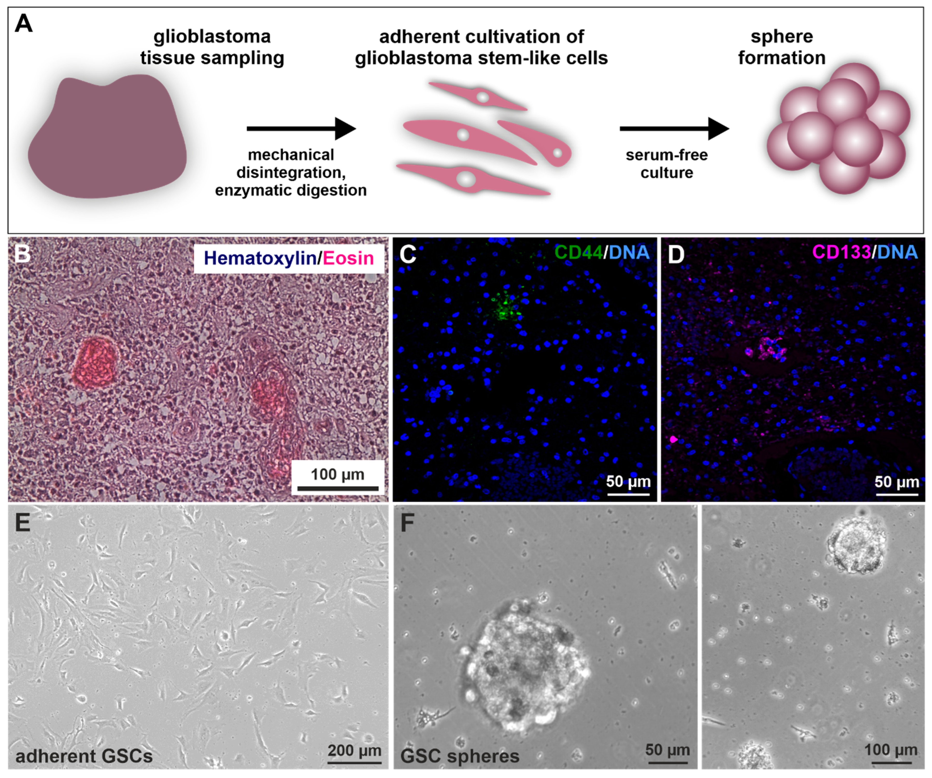 https://www.mdpi.com/ijms/ijms-23-12919/article_deploy/html/images/ijms-23-12919-g001.png