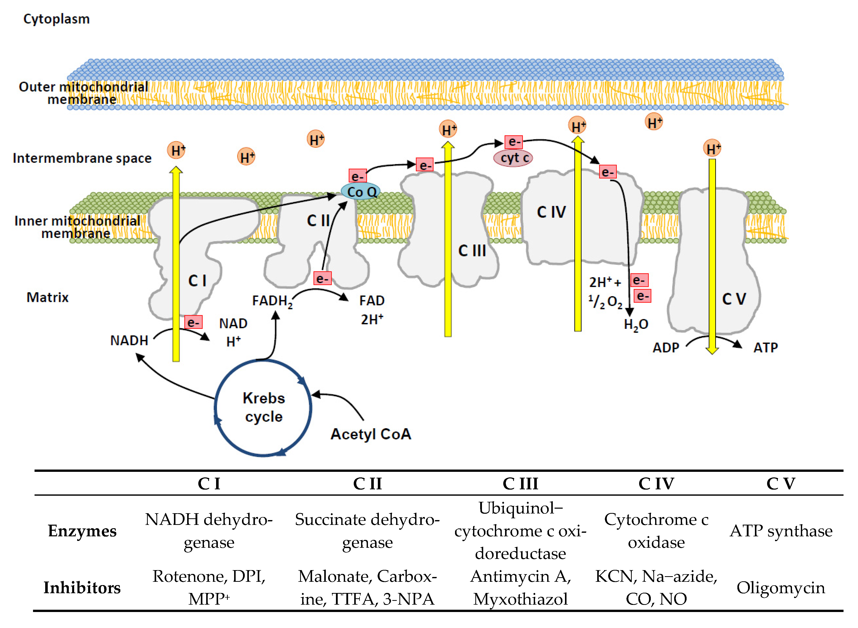 Oxidative Phosphorylation Mitochondria Biology Diagrams
