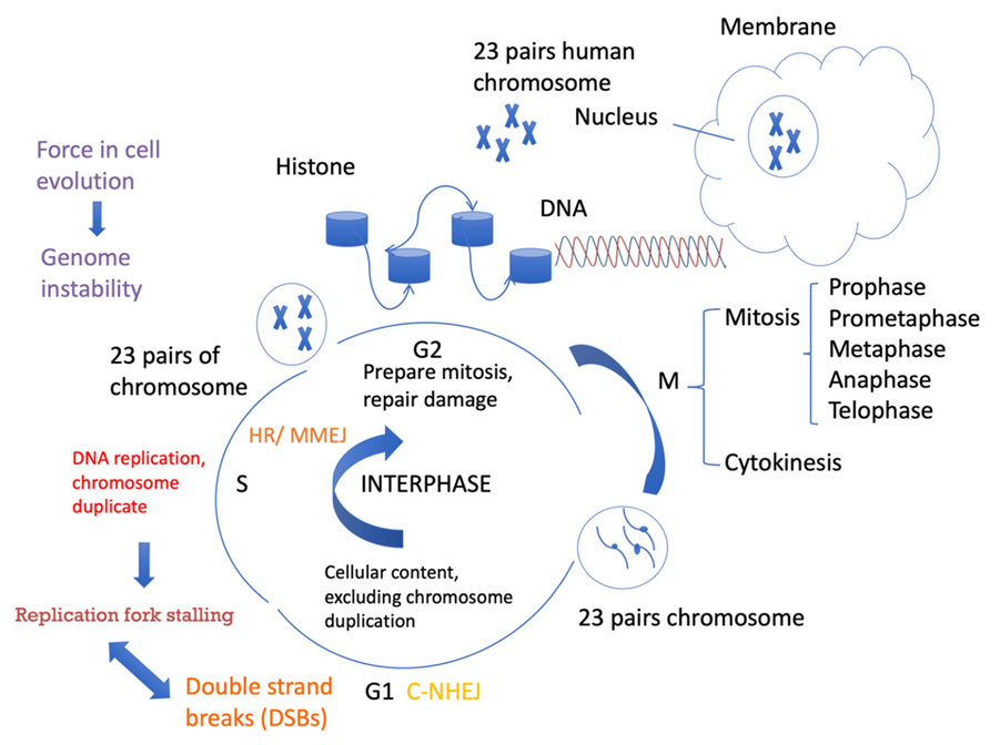 Contribution Of Microhomology To Genome Instability Connection Between 