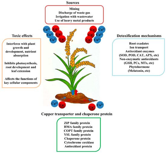 IJMS Free FullText Physiological and Molecular Mechanisms of Plant