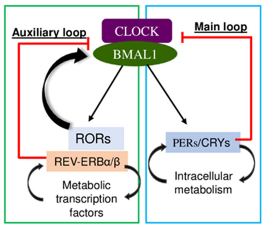 Role of Circadian Transcription Factor Rev-Erb in Metabolism and Tissue Fibrosis