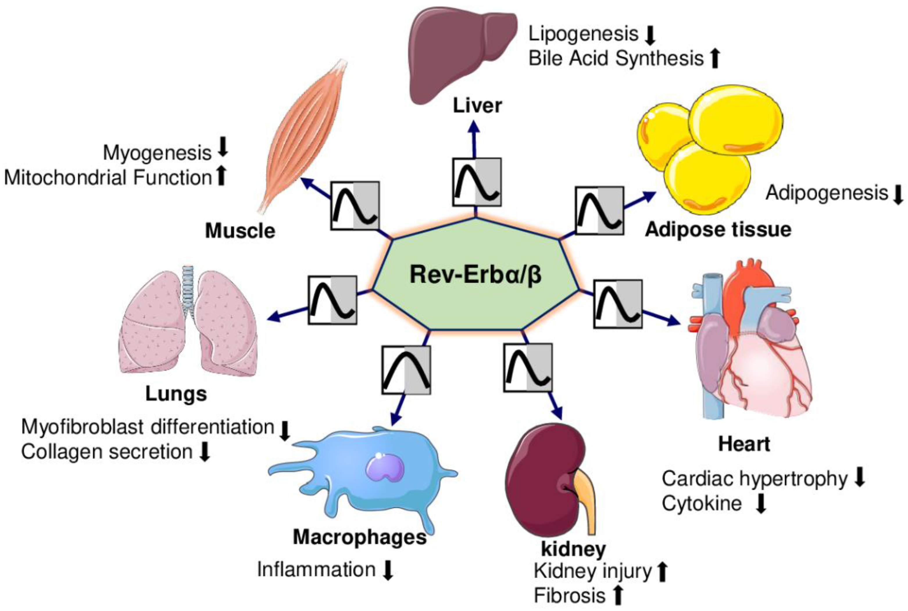 IJMS | Free Full-Text | Role of Circadian Transcription Factor Rev-Erb