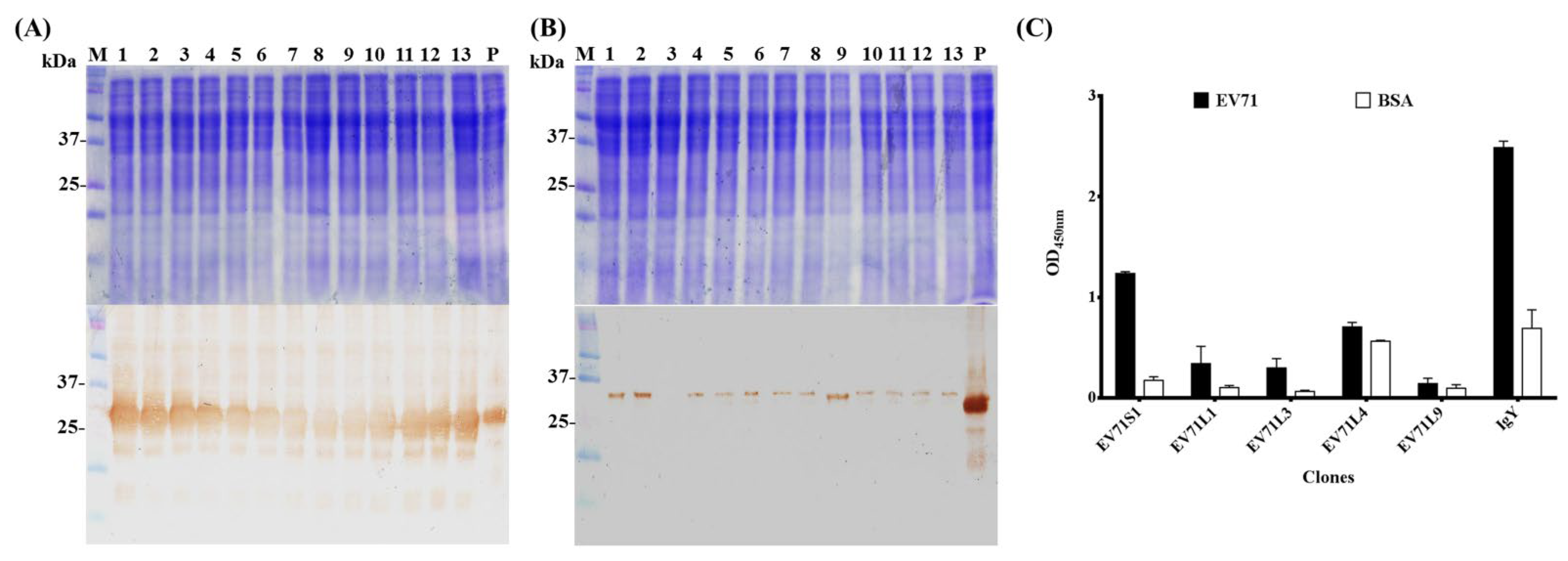 Ijms 23 12967 g003 Ijms 23 12967 g003