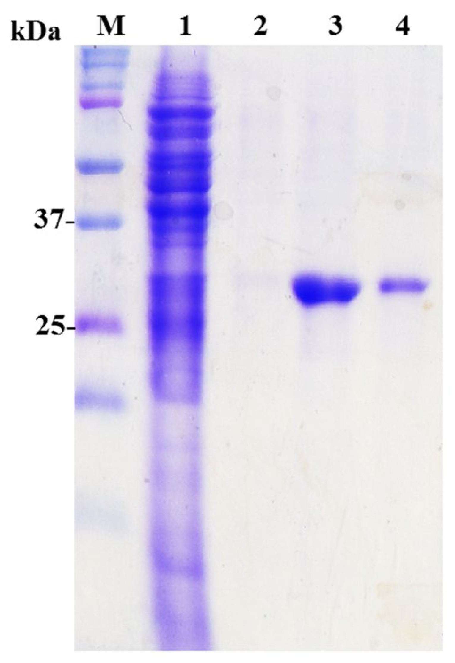 Ijms 23 12967 g004 Ijms 23 12967 g004