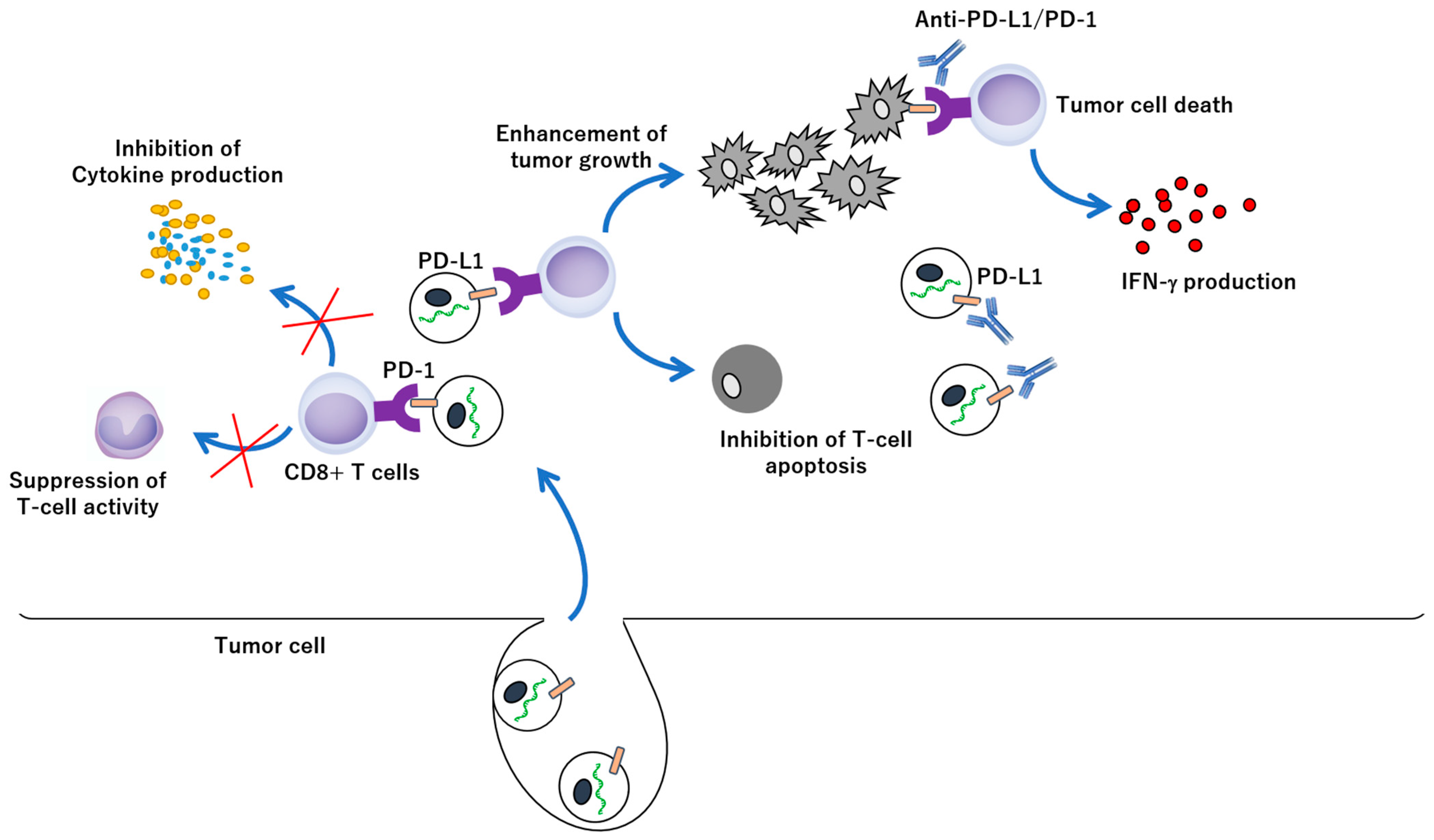 IJMS | Free Full-Text | Molecular Docking and Intracellular
