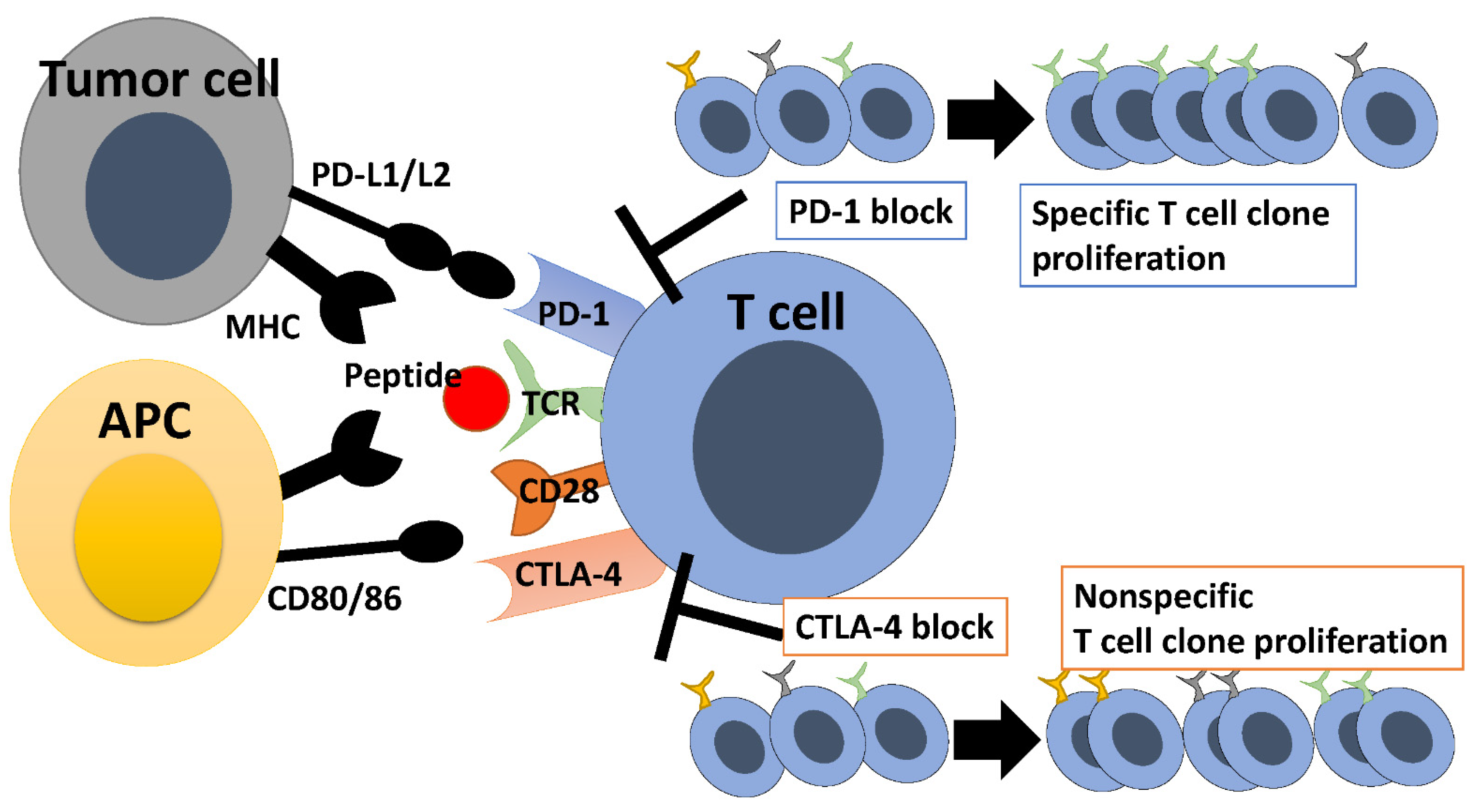Ijms 23 12991 g001 Ijms 23 12991 g001