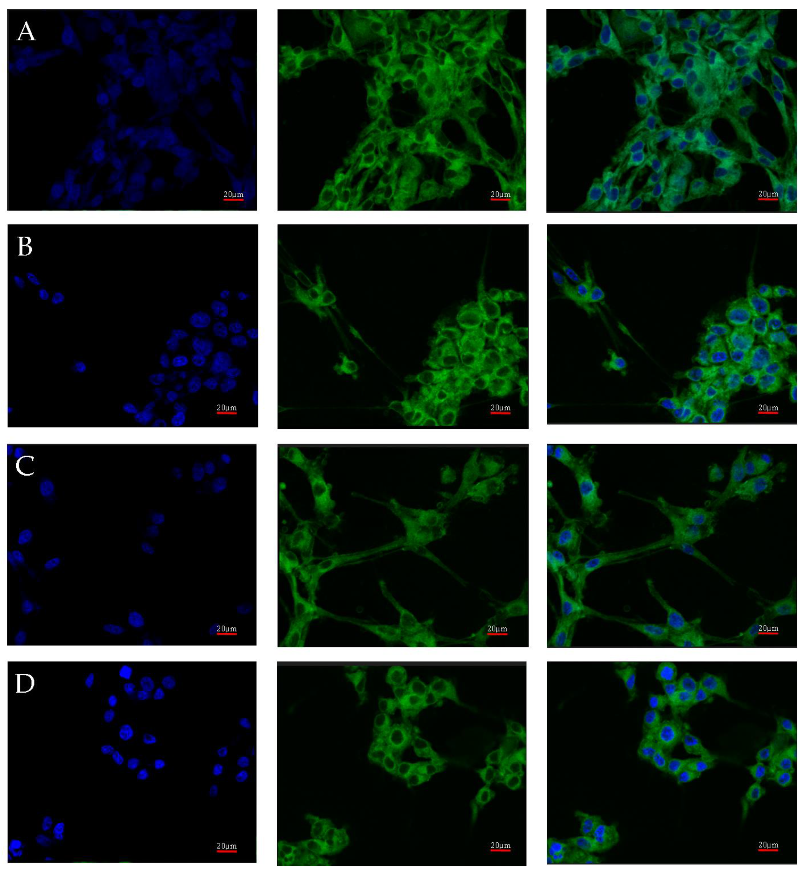 Ijms 23 13004 g004 Ijms 23 13004 g004