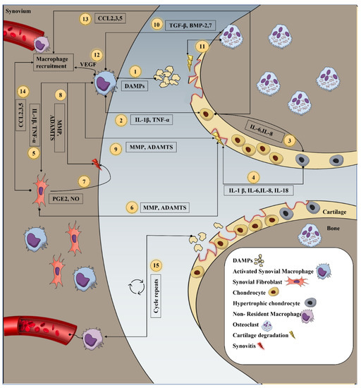Role of Mesenchymal Stem Cells and Their Paracrine Mediators in ...