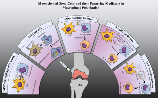 Role of Mesenchymal Stem Cells and Their Paracrine Mediators in ...