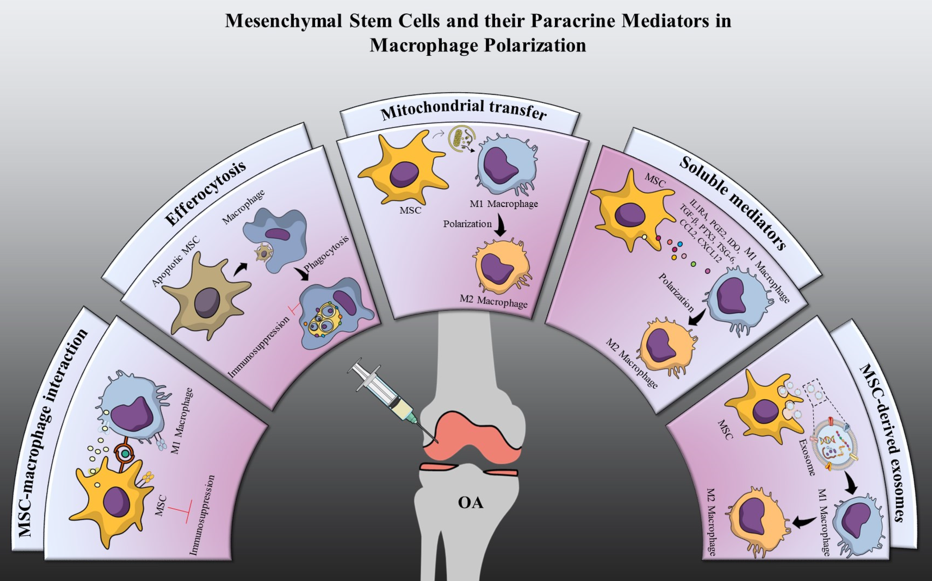 Transcription factor KLF4 regulated STAT1 to promote M1 polarization of macrophages in rheumatoid arthritis