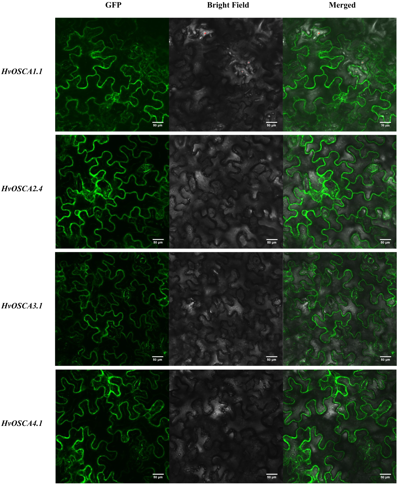 Ijms 23 13027 g008 Ijms 23 13027 g008