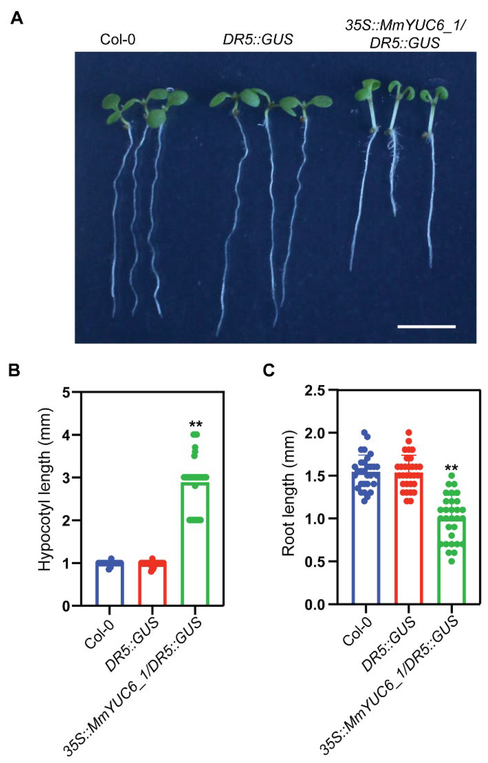 Ijms 23 13037 g006 Ijms 23 13037 g006
