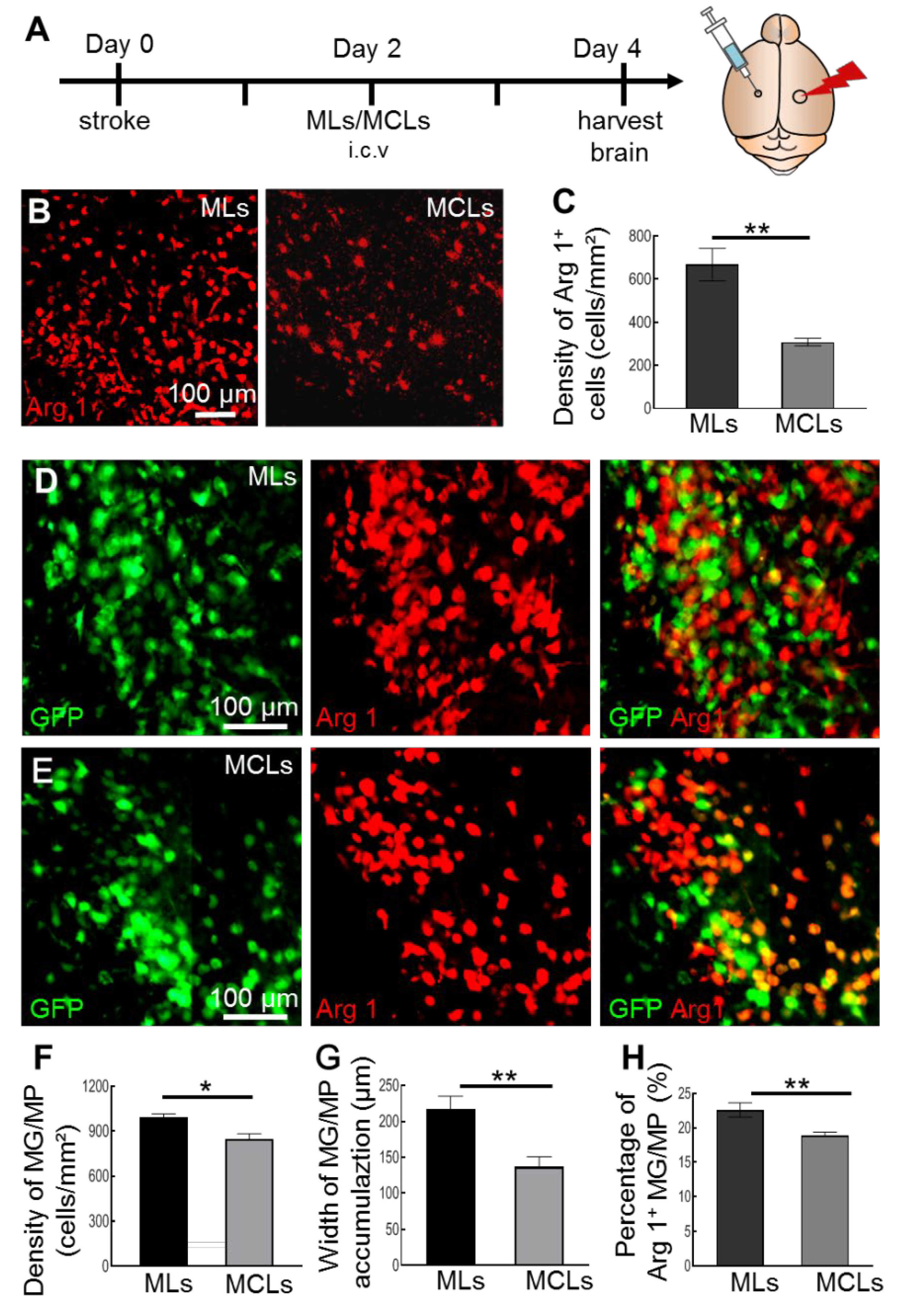 Ijms 23 13055 g002 Ijms 23 13055 g002