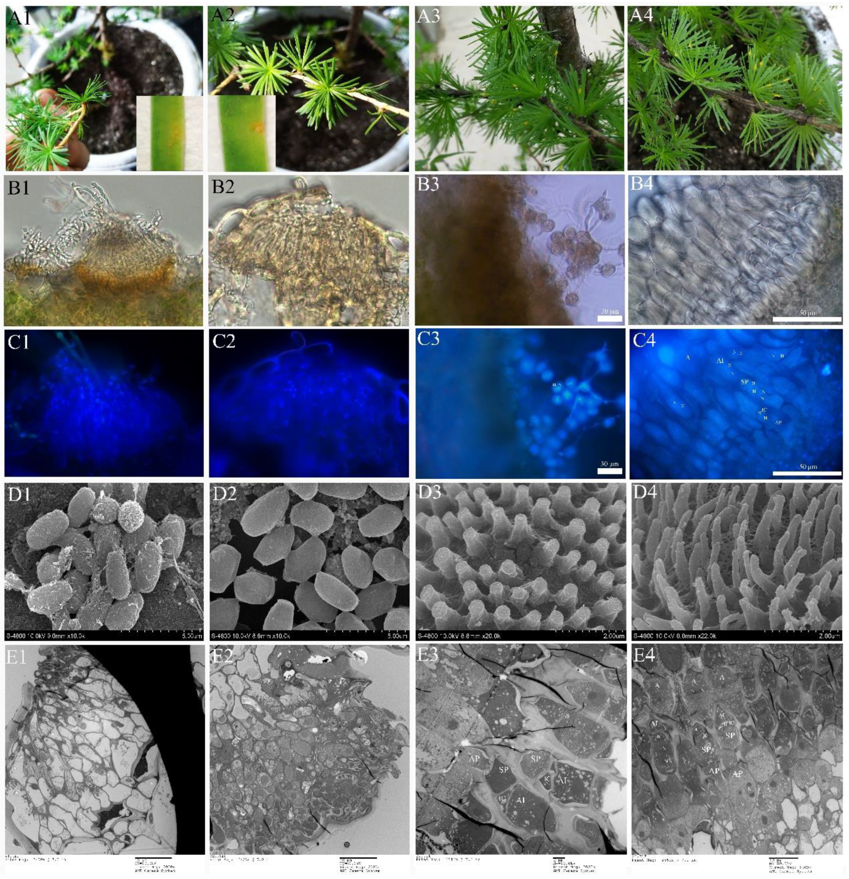 Ijms 23 13062 g008 Ijms 23 13062 g008