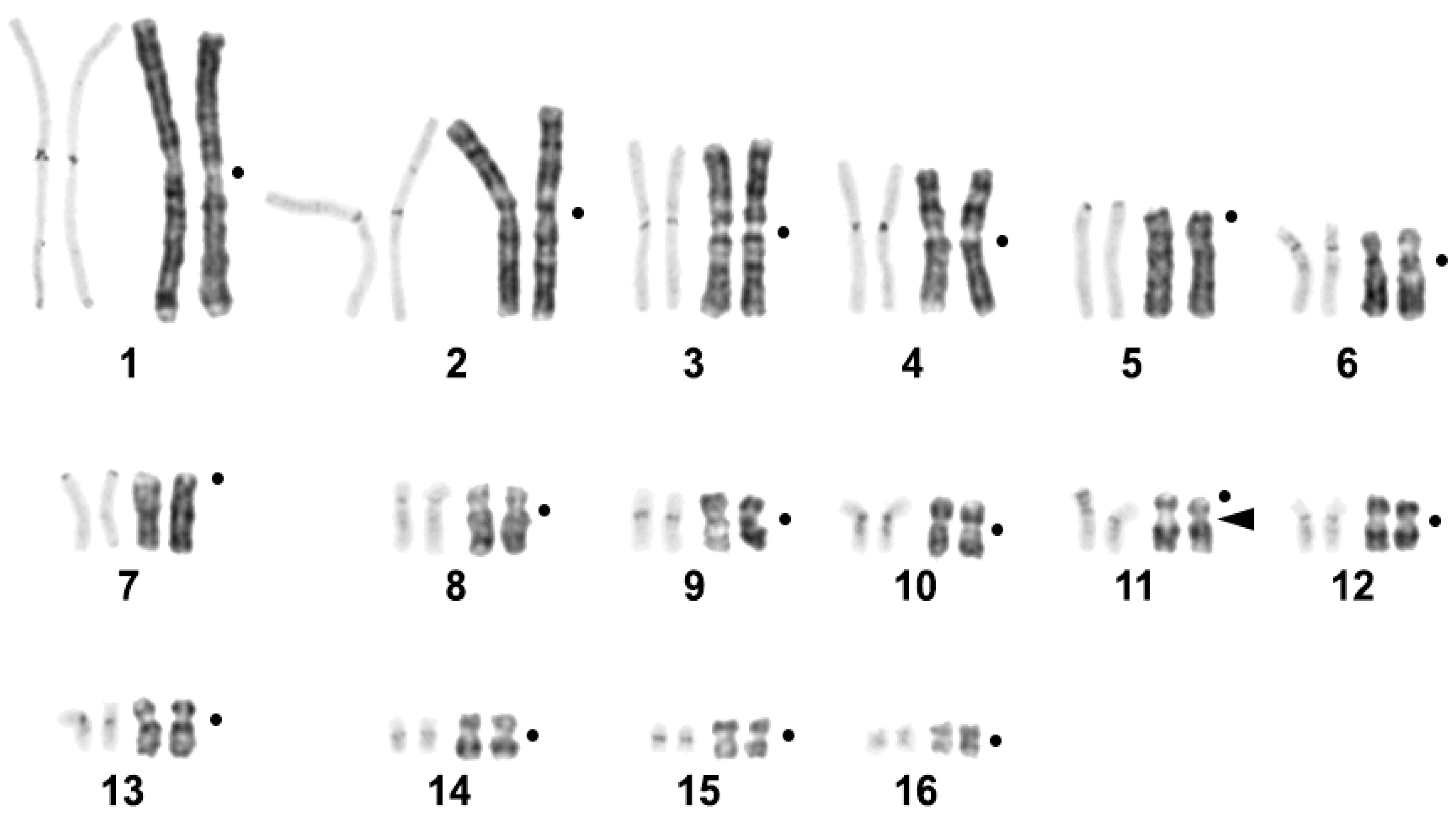 Ijms 23 13063 g001 Ijms 23 13063 g001