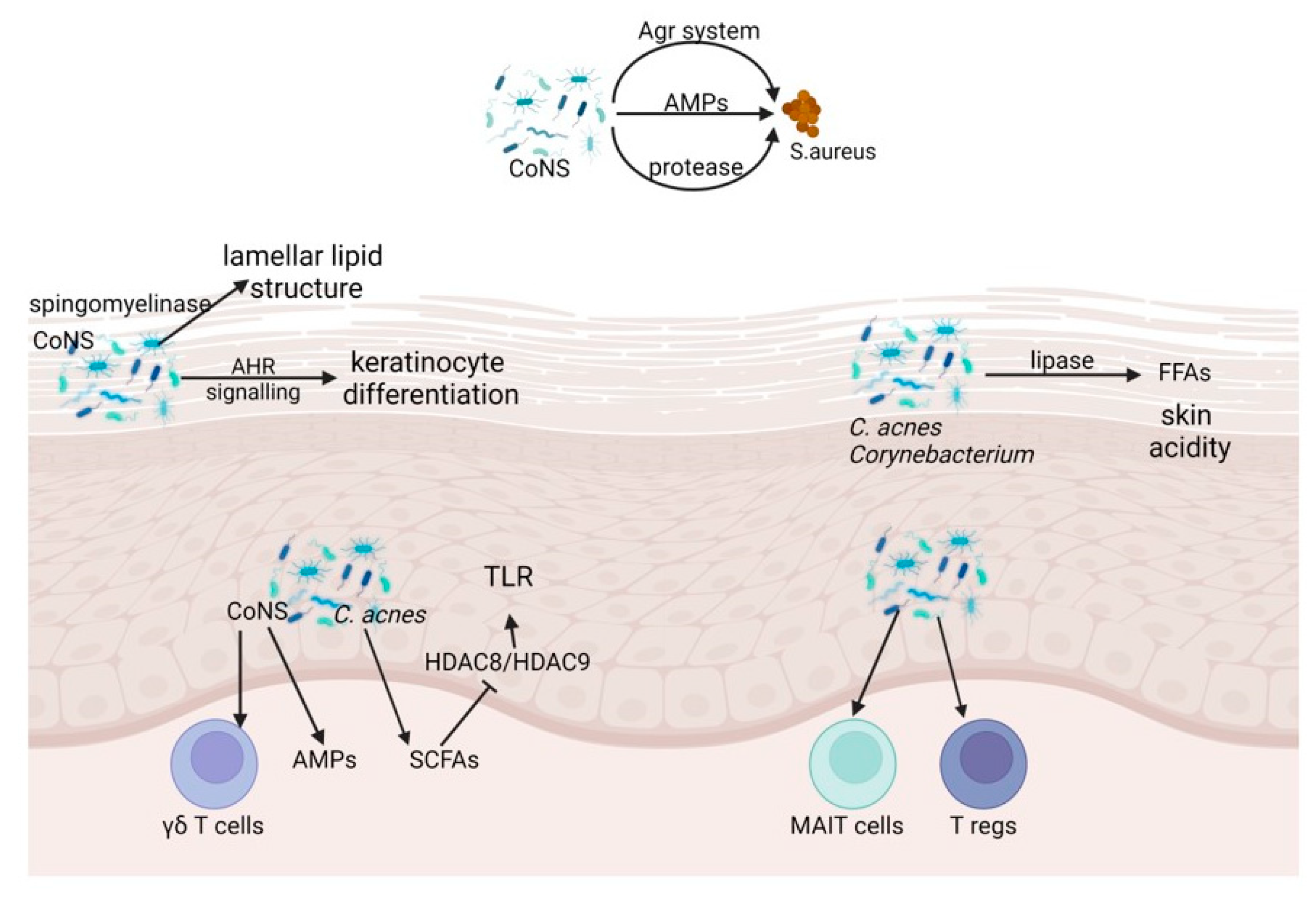 Staphylococcus aureus: A Blemish on Skin Immunity: Cell Host & Microbe