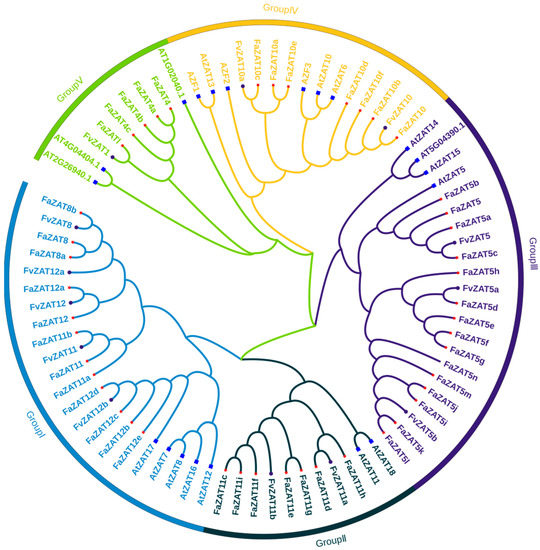 Genome-Wide Identification of Strawberry C2H2-ZFP C1-2i Genome-Wide Identification of Strawberry C2H2-ZFP C1-2i
